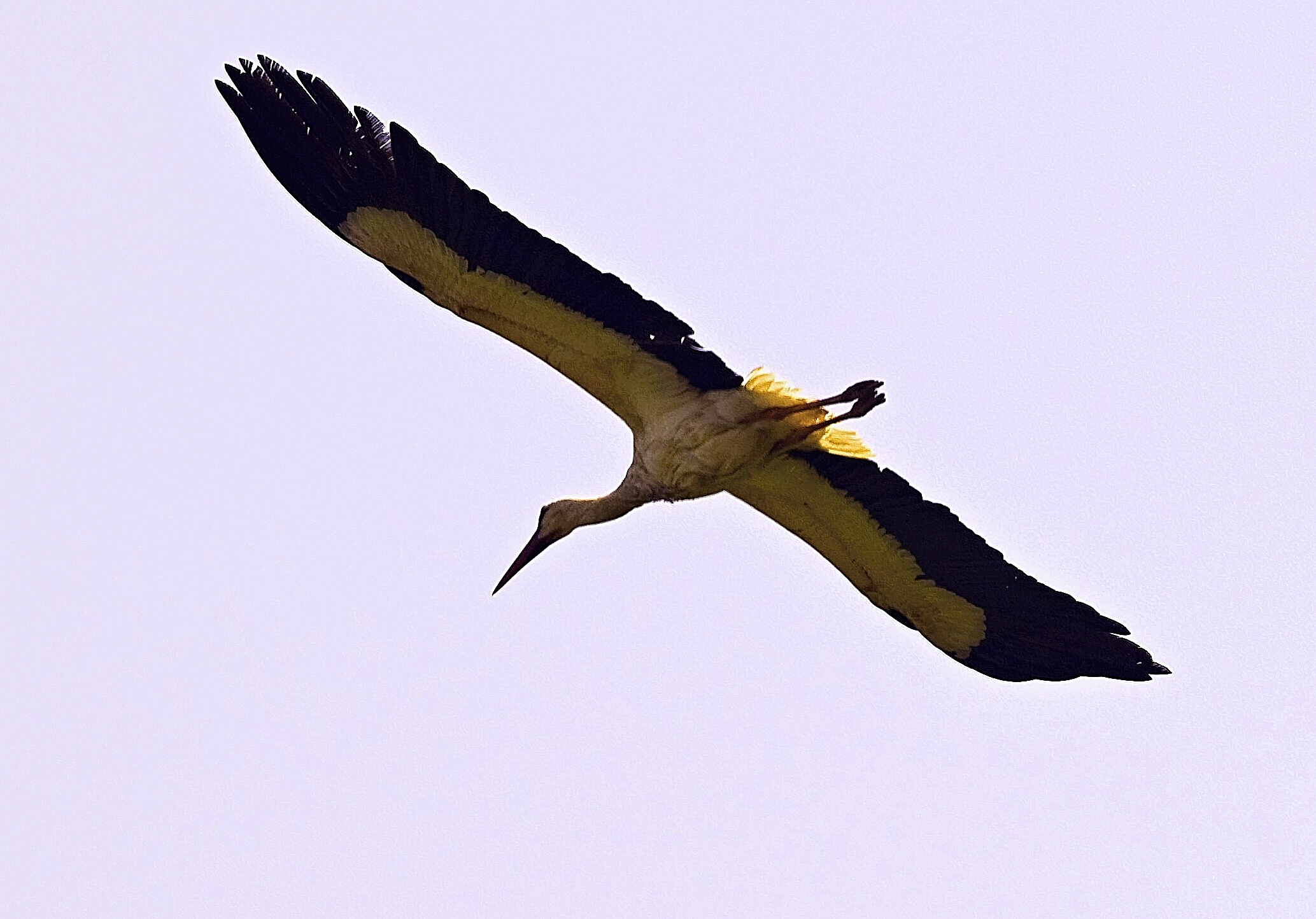 Stork