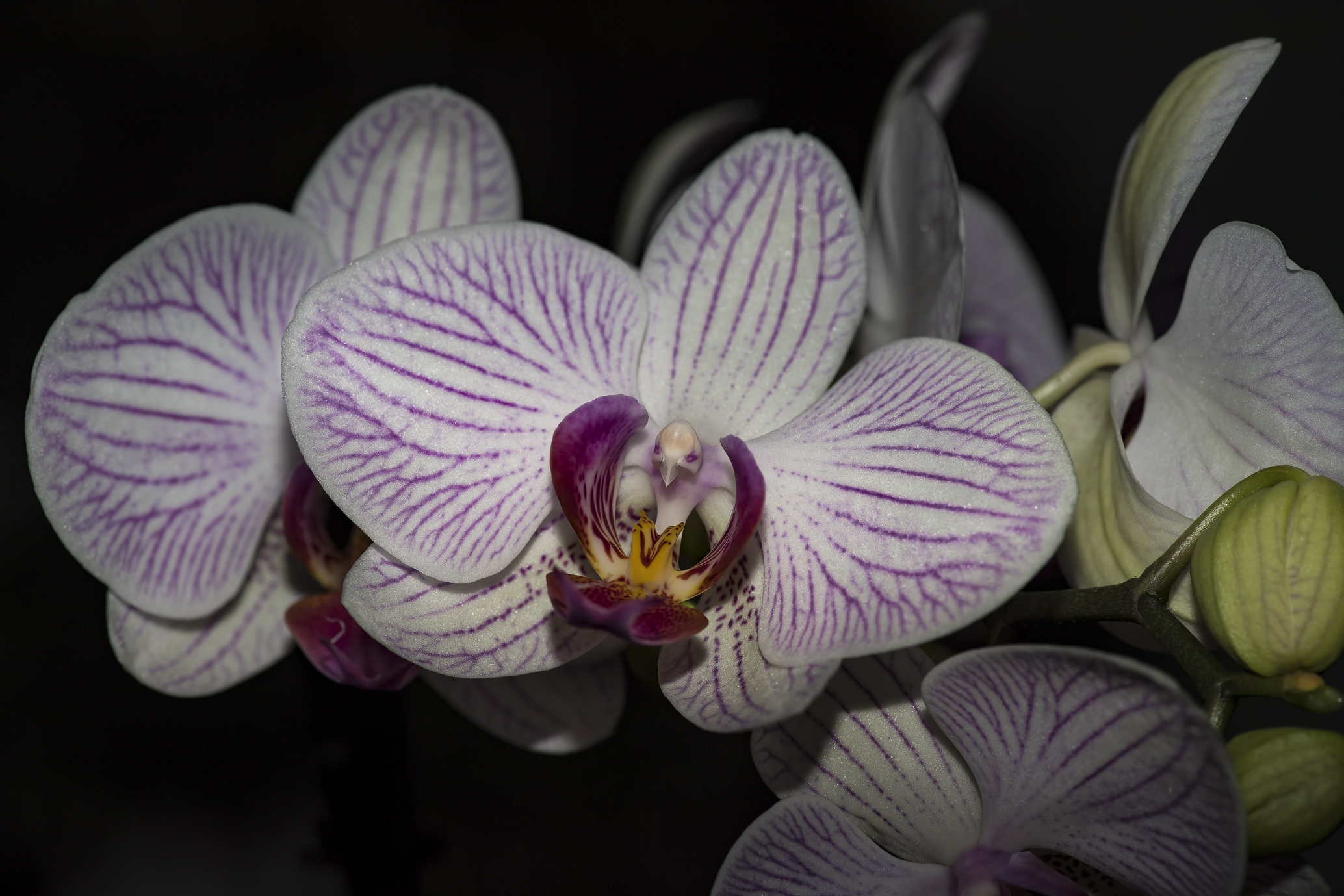 orchidea