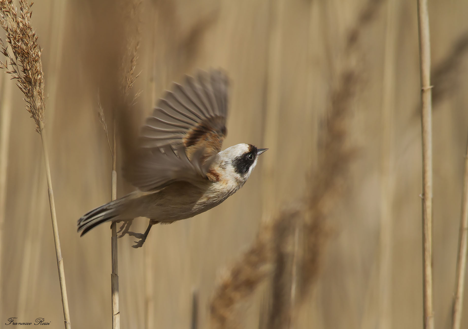 The flight of the Pendolino