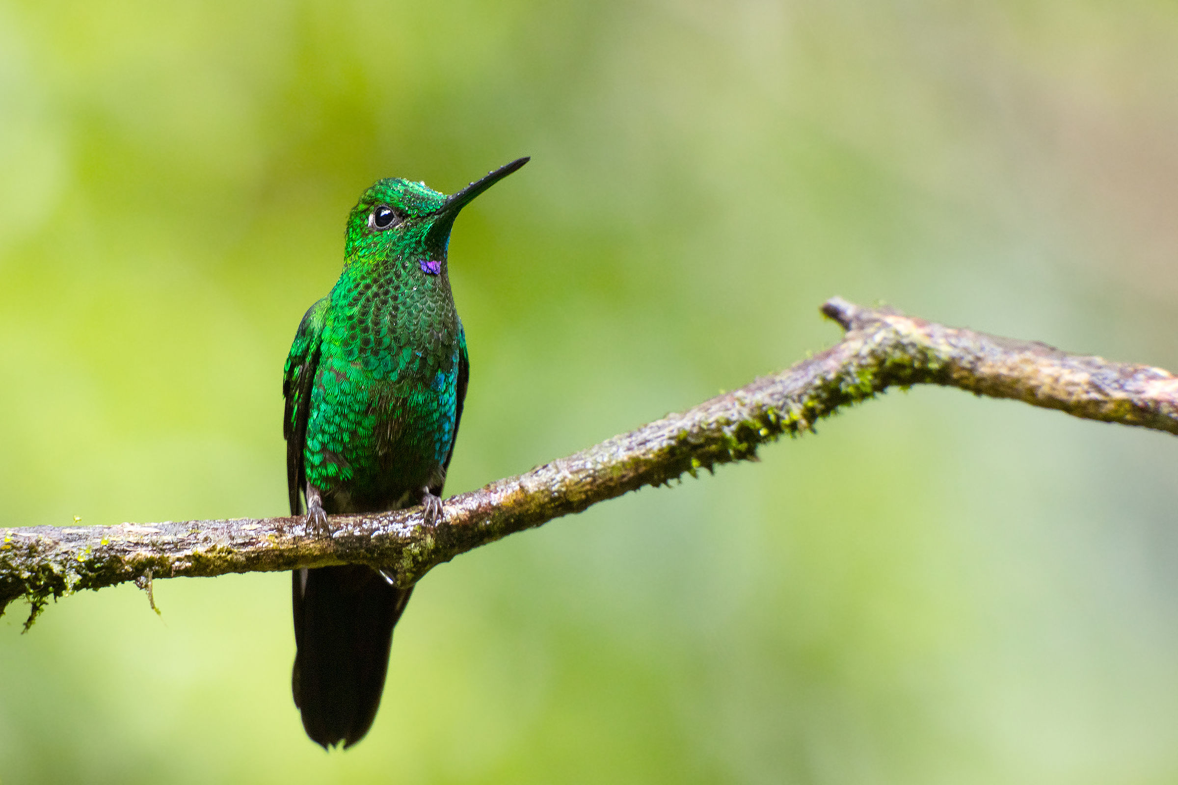 Verde-incoronato brillante (Heliodoxa jacula)