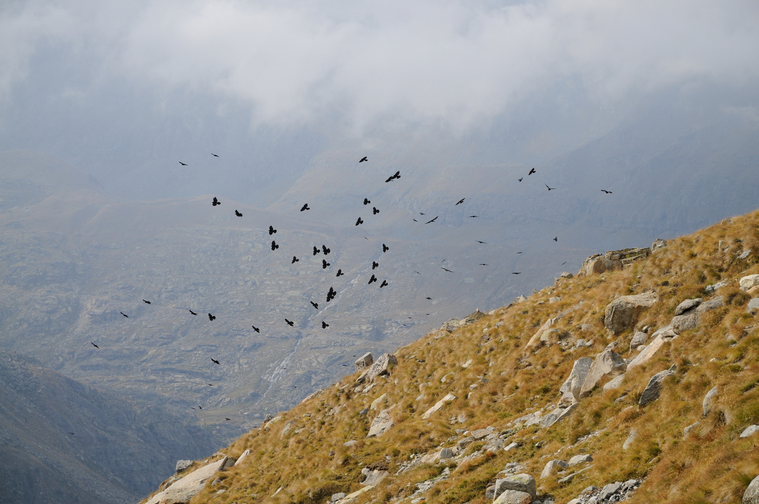 above, where the alpine chough dare .....!