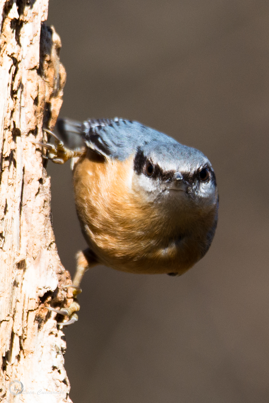 nuthatch