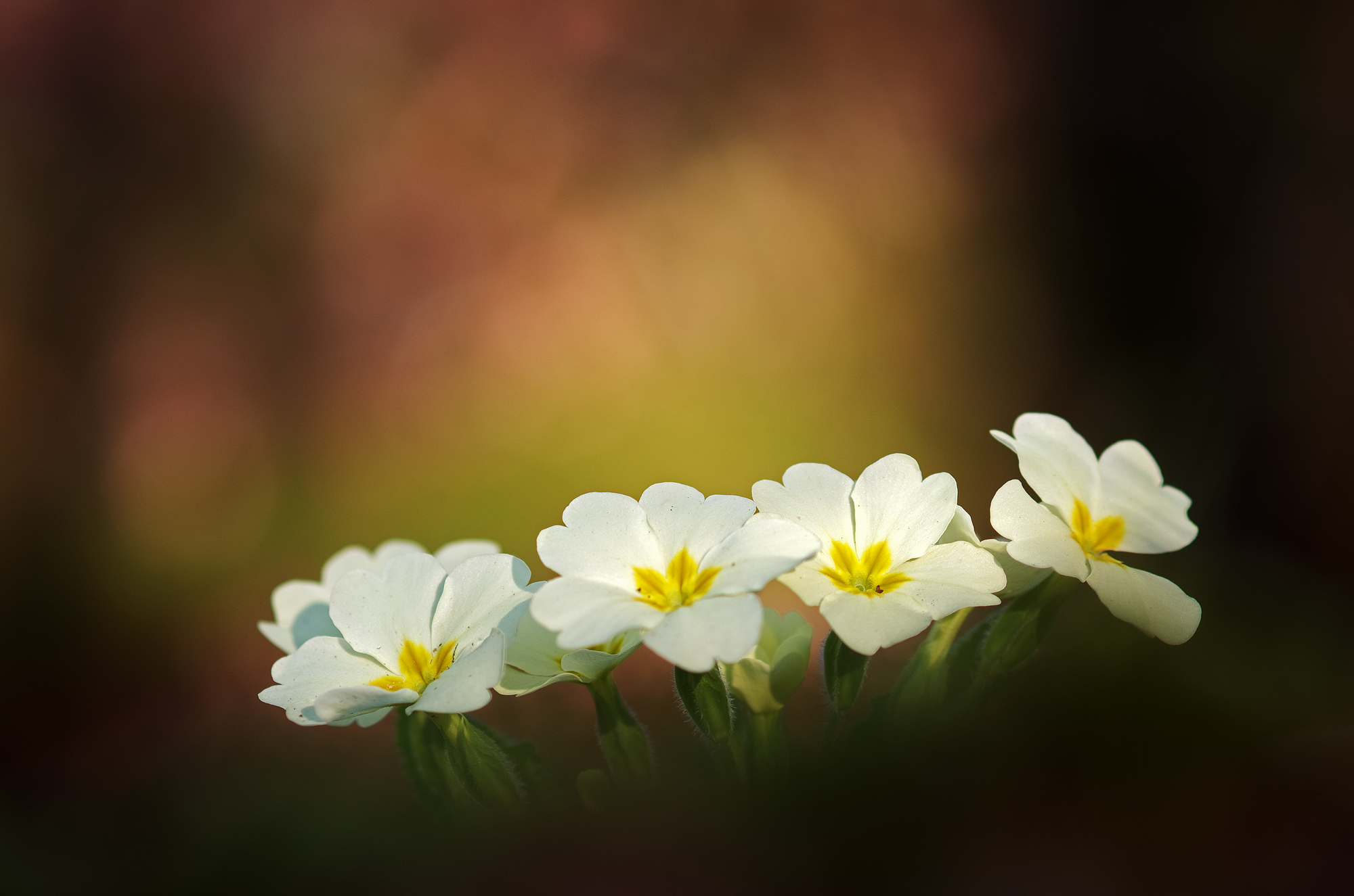 primroses