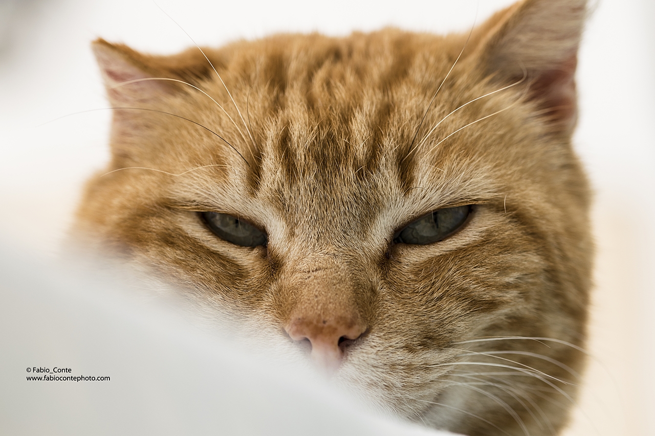 Fruby mode: Zzz ... Zzz ...