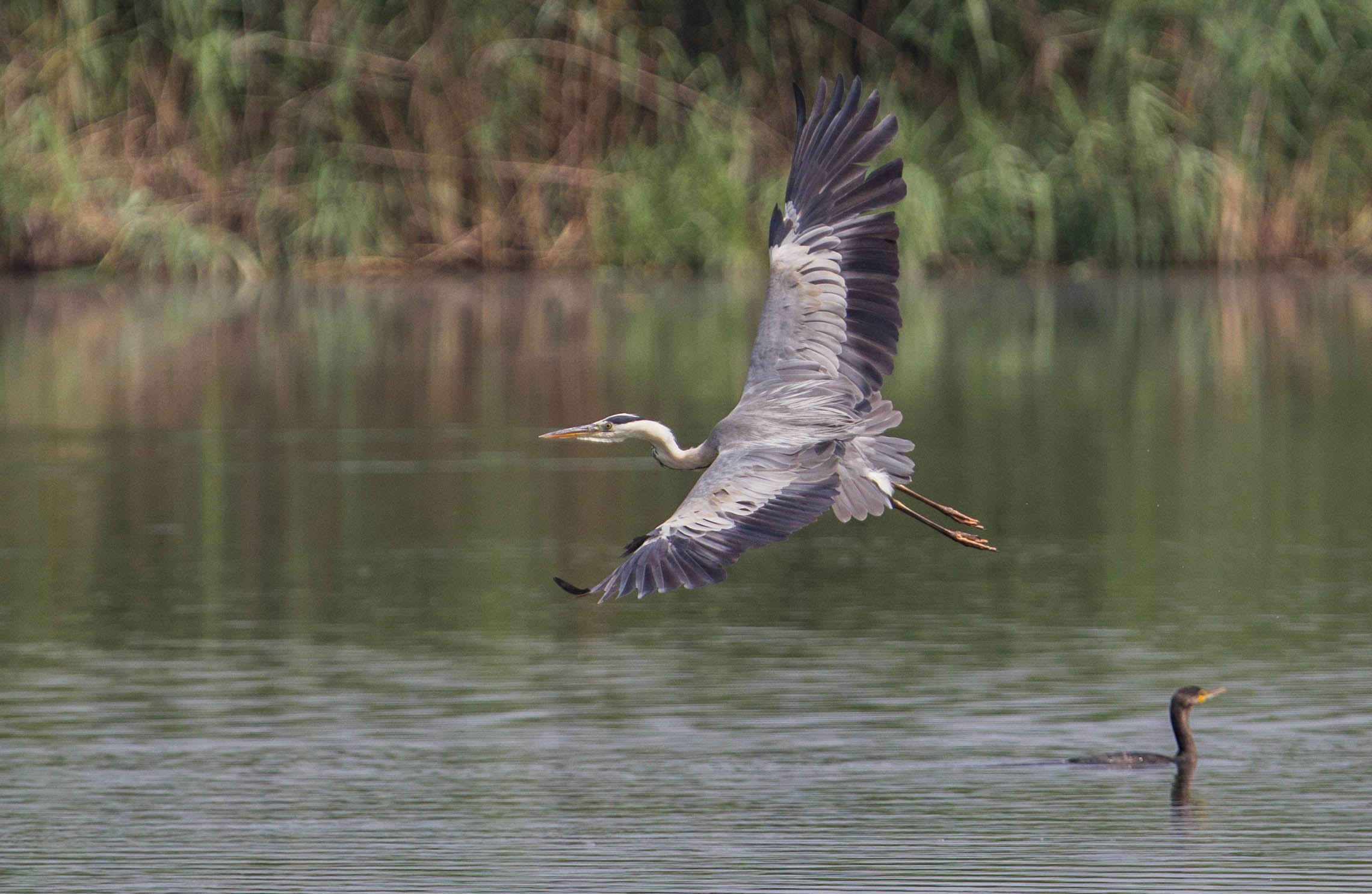 Grey Heron