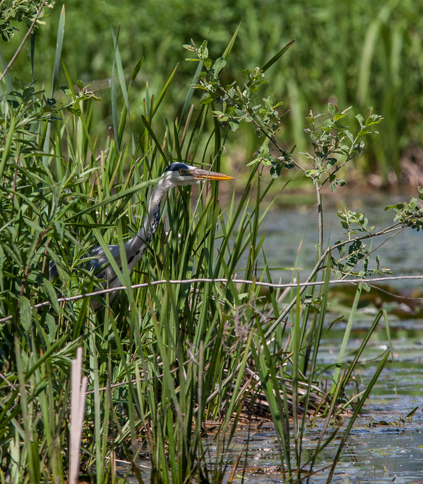 Grey Heron