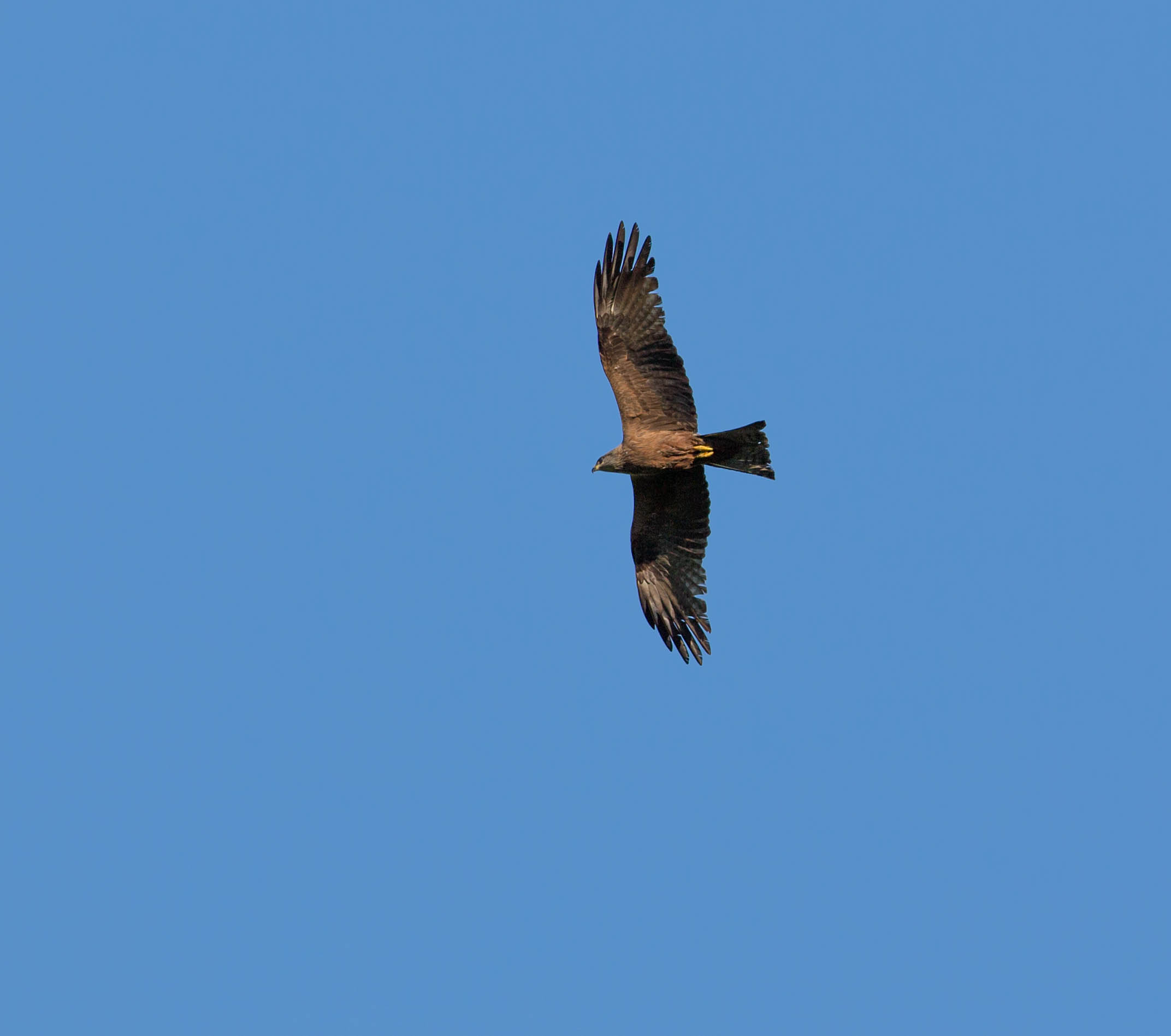 black kite