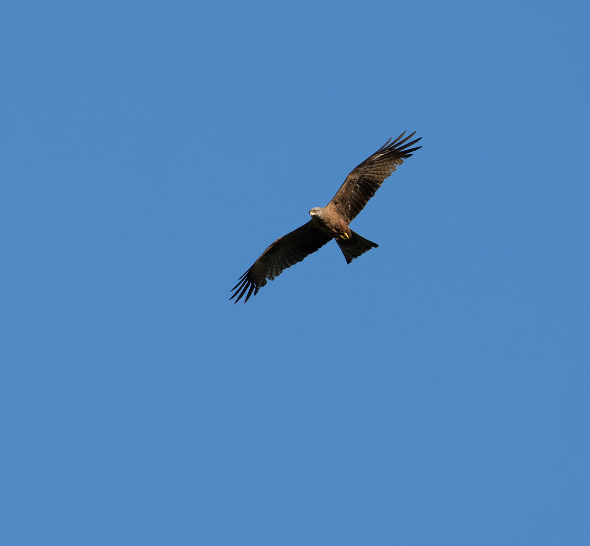 black kite