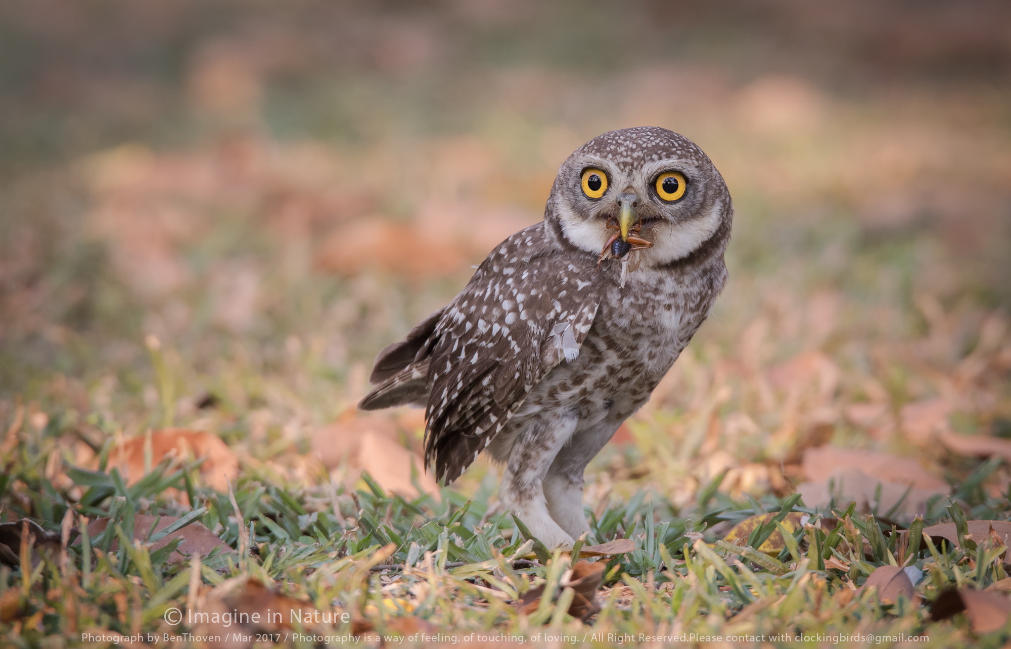 spotted owlet
