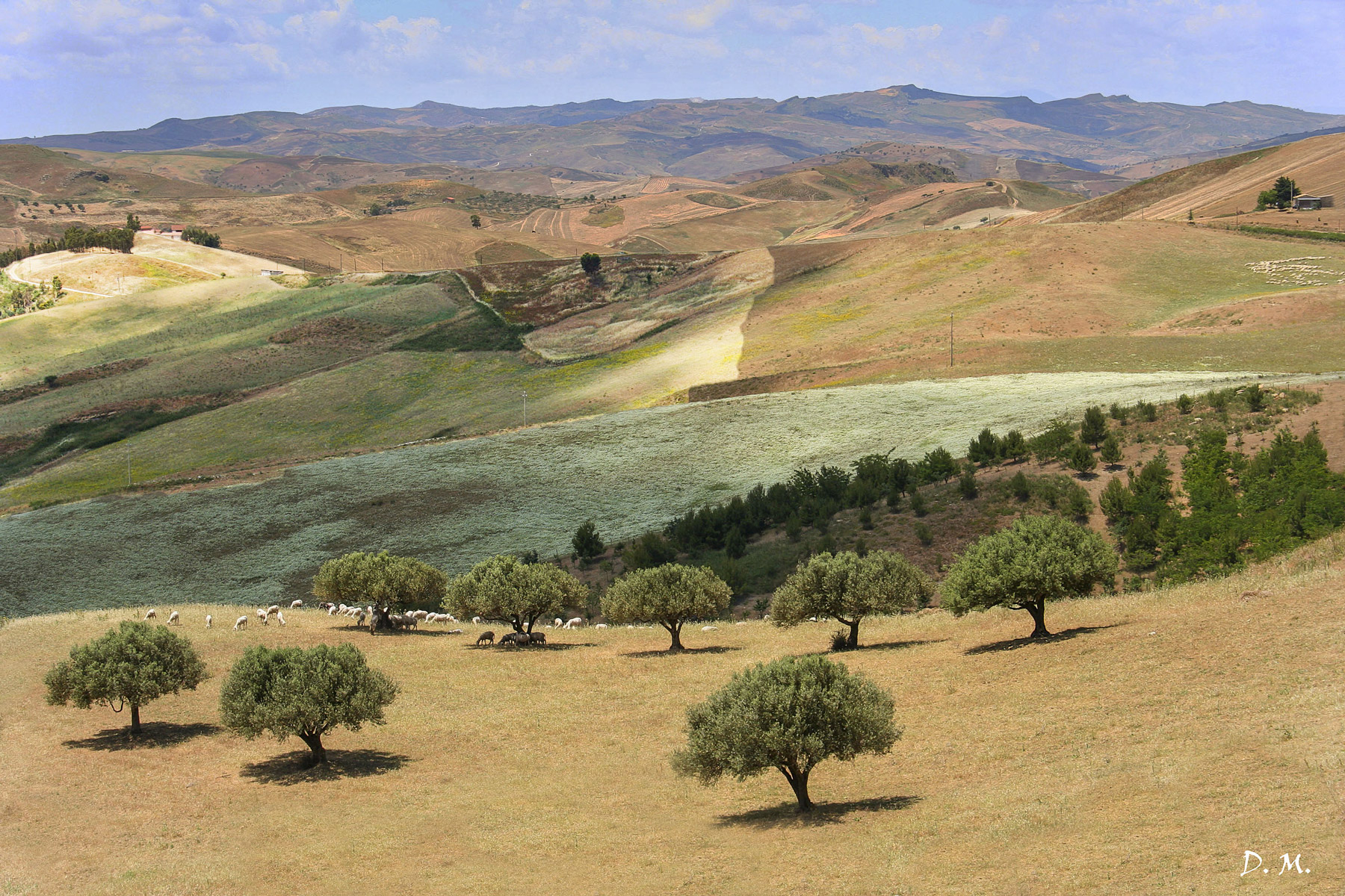 Terre di Sicilia in summer