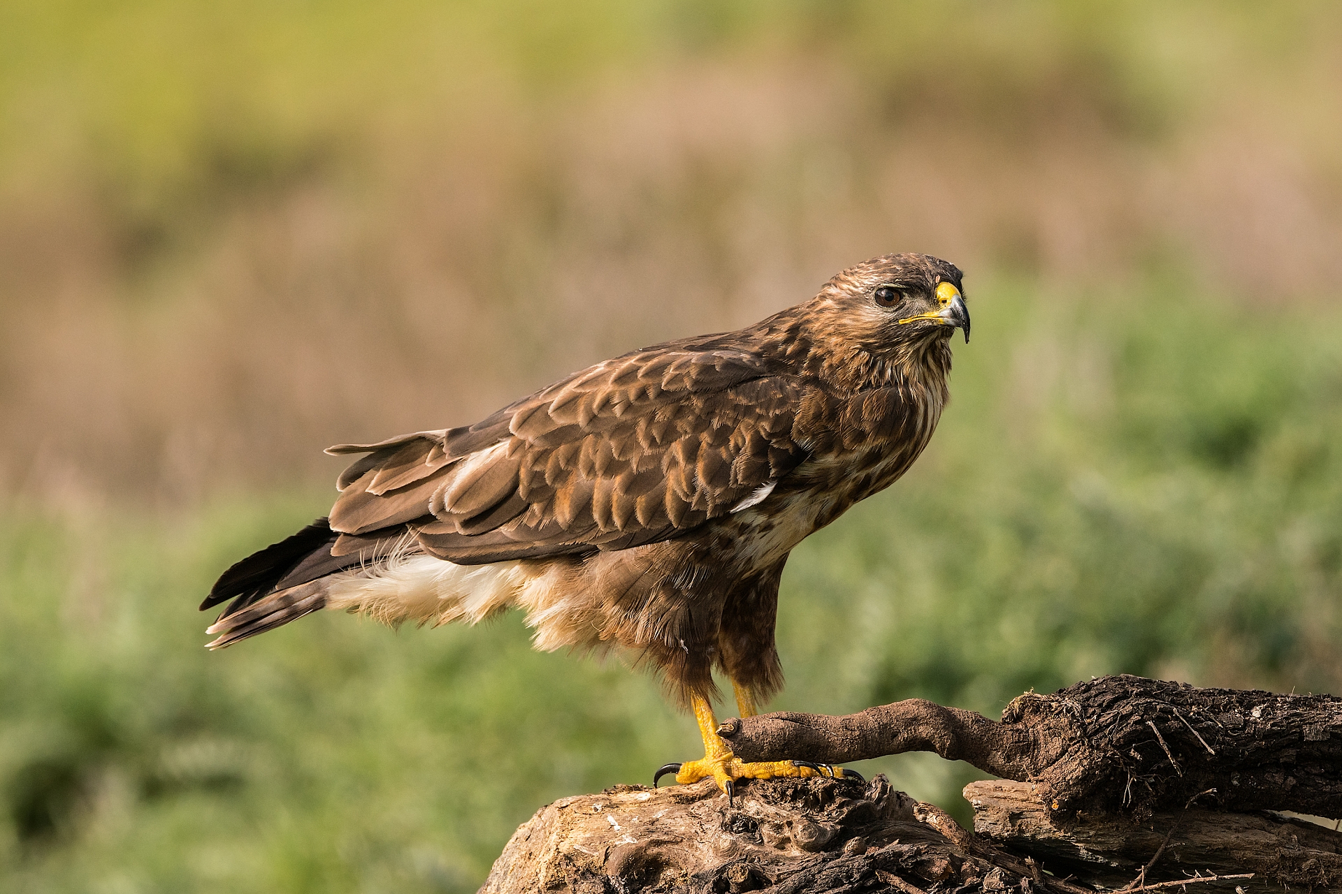 Buteo buteo