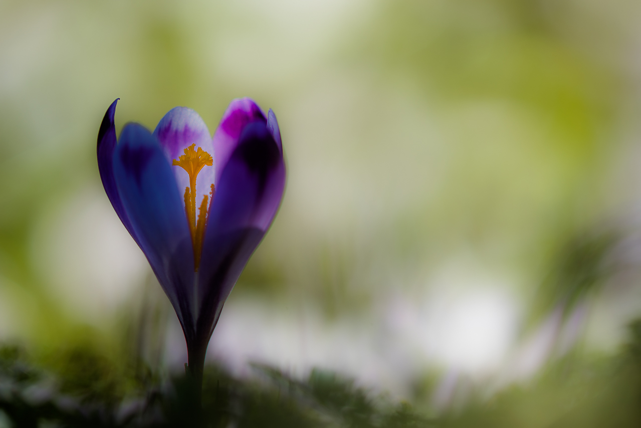 crocus in backlight
