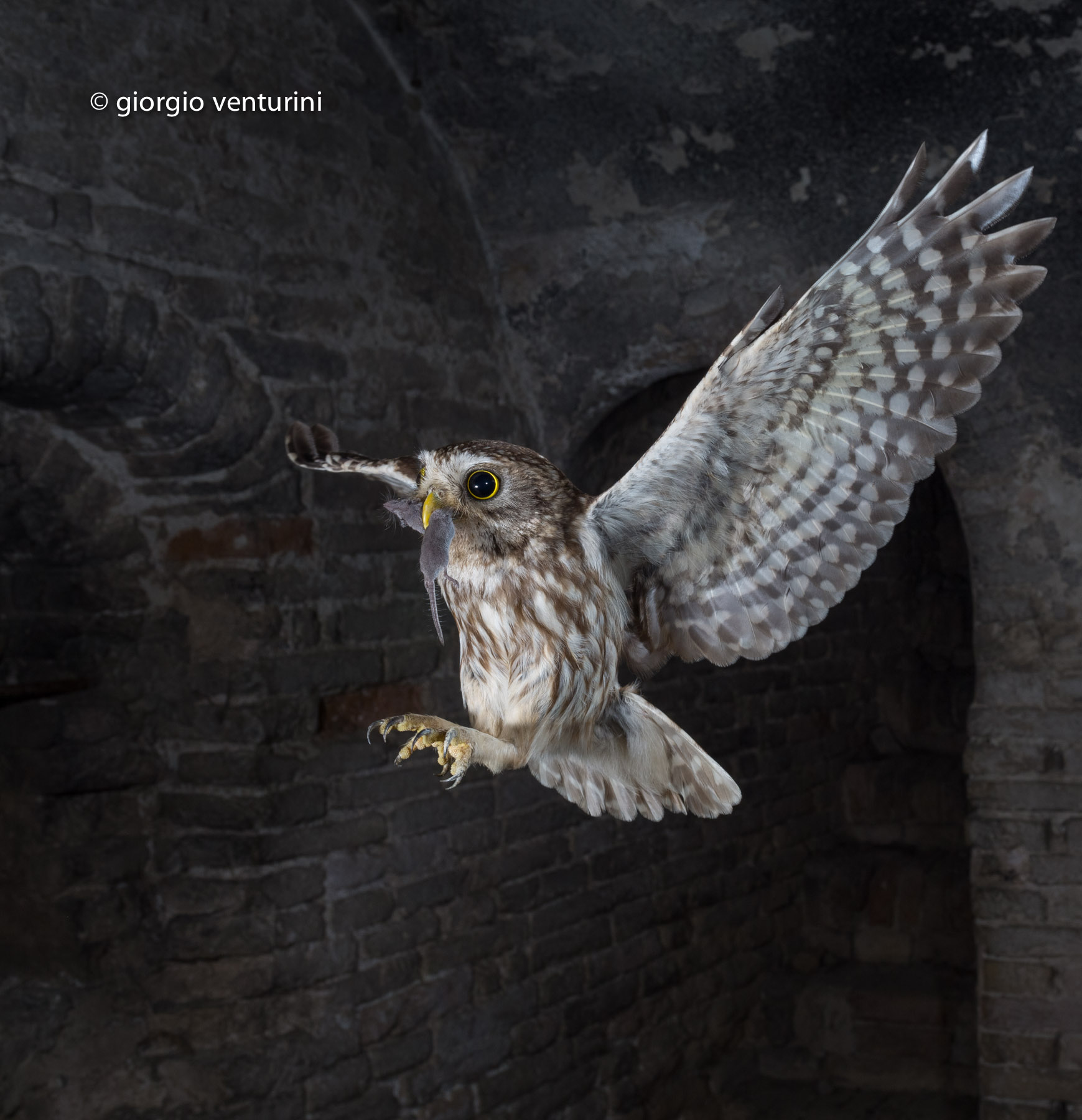 civetta con crocidura