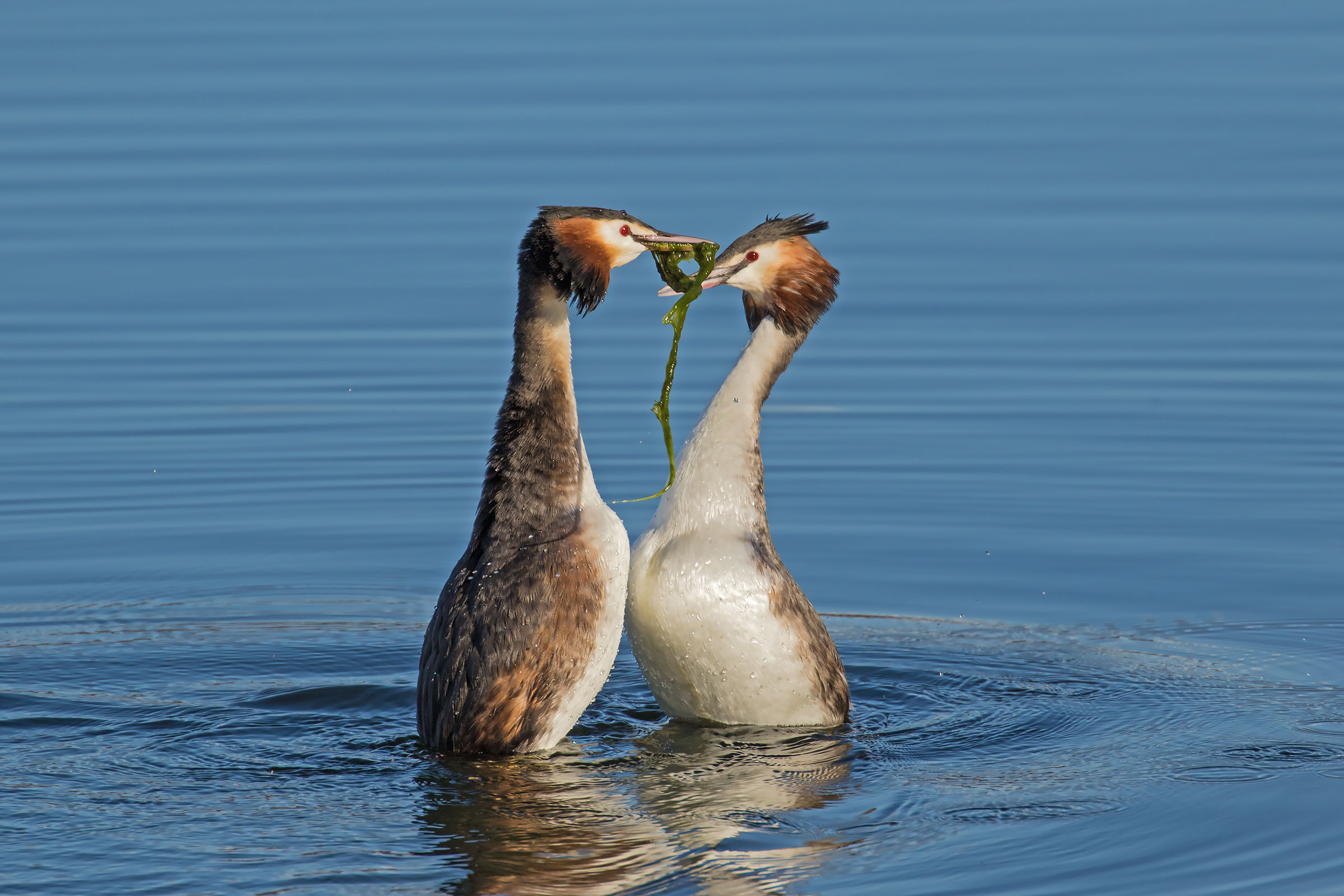 La danza degli Svassi