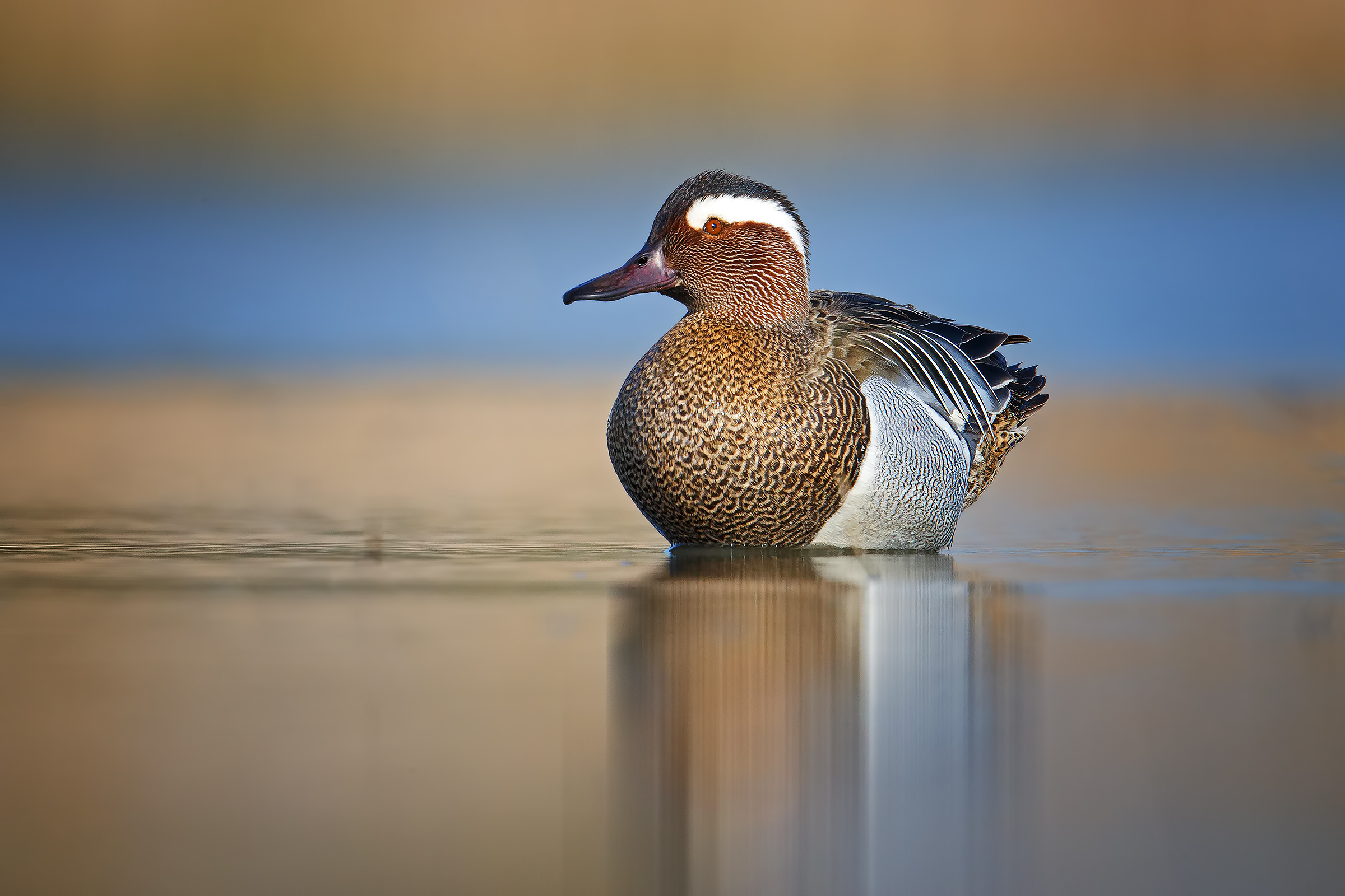 garganey