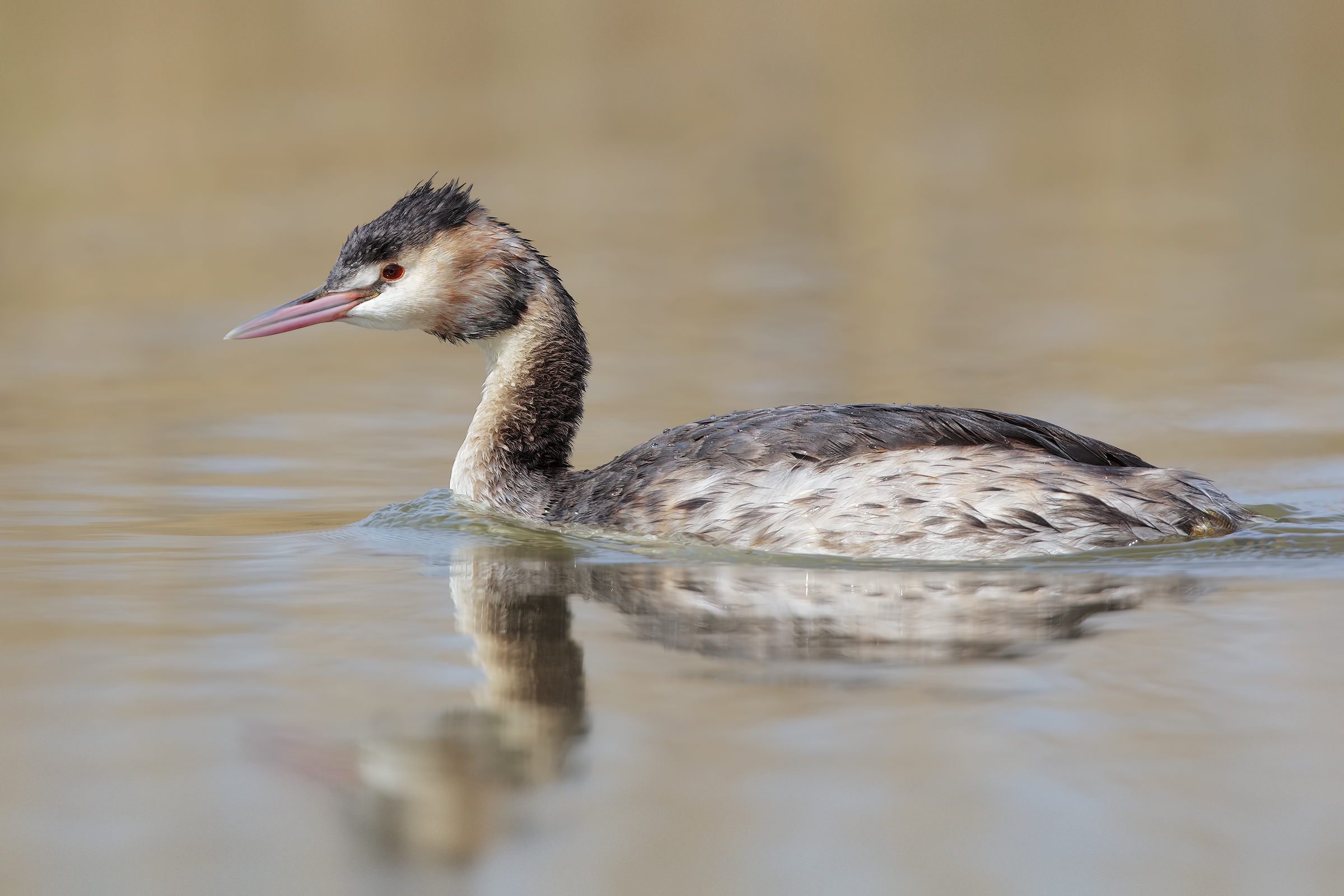 Roman grebes .... 3