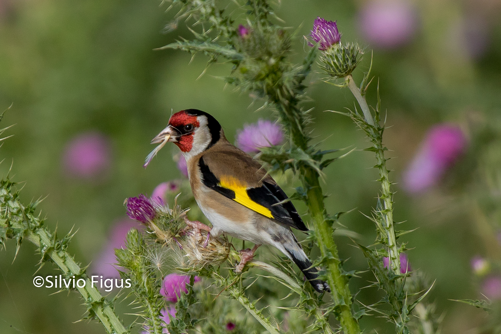 goldfinch