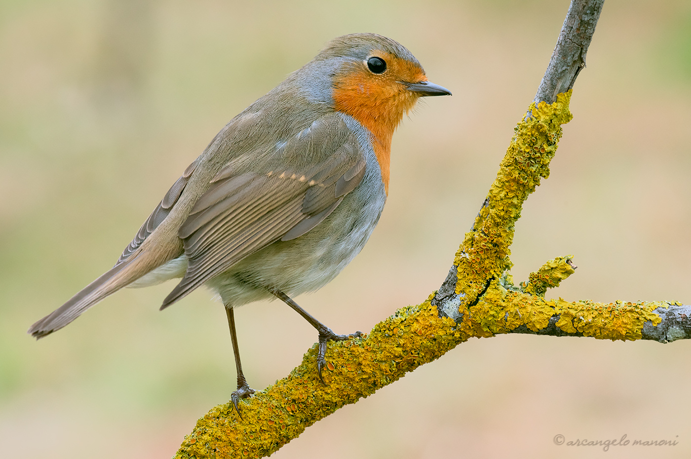 Pettirosso in punta di piedi