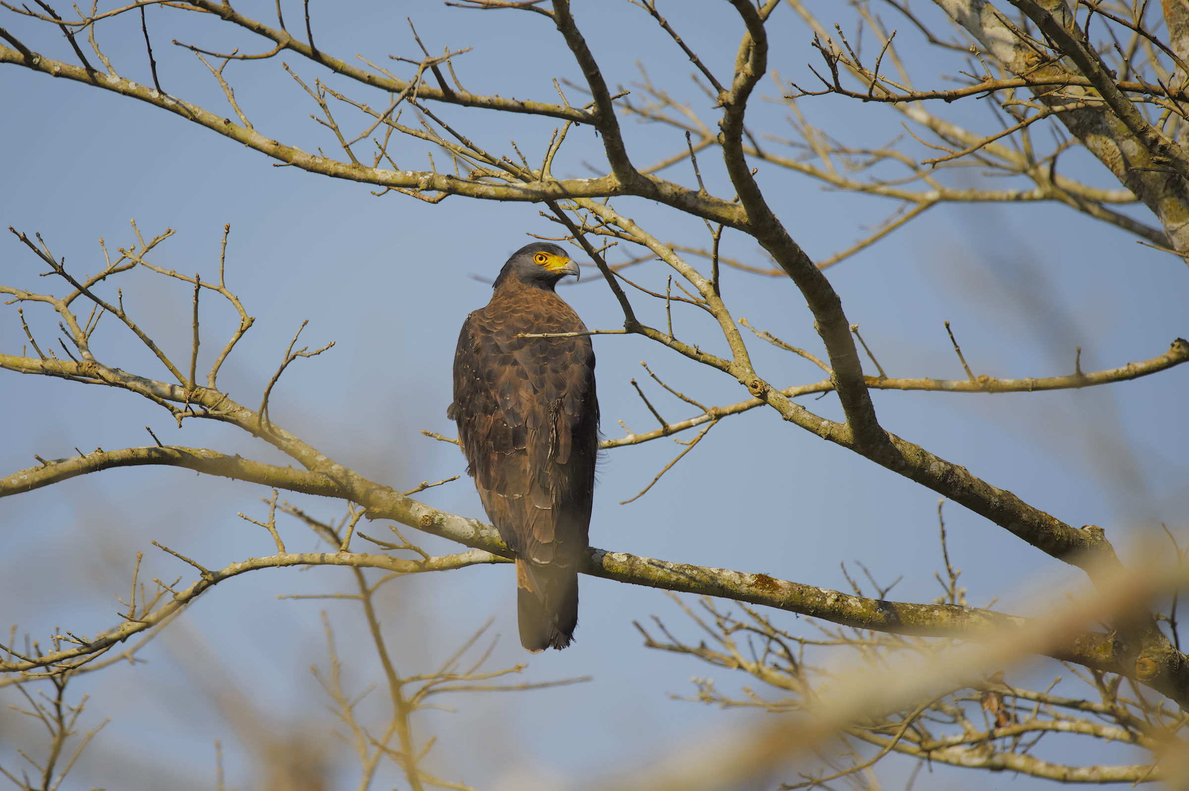 Crested Serpent Eagle