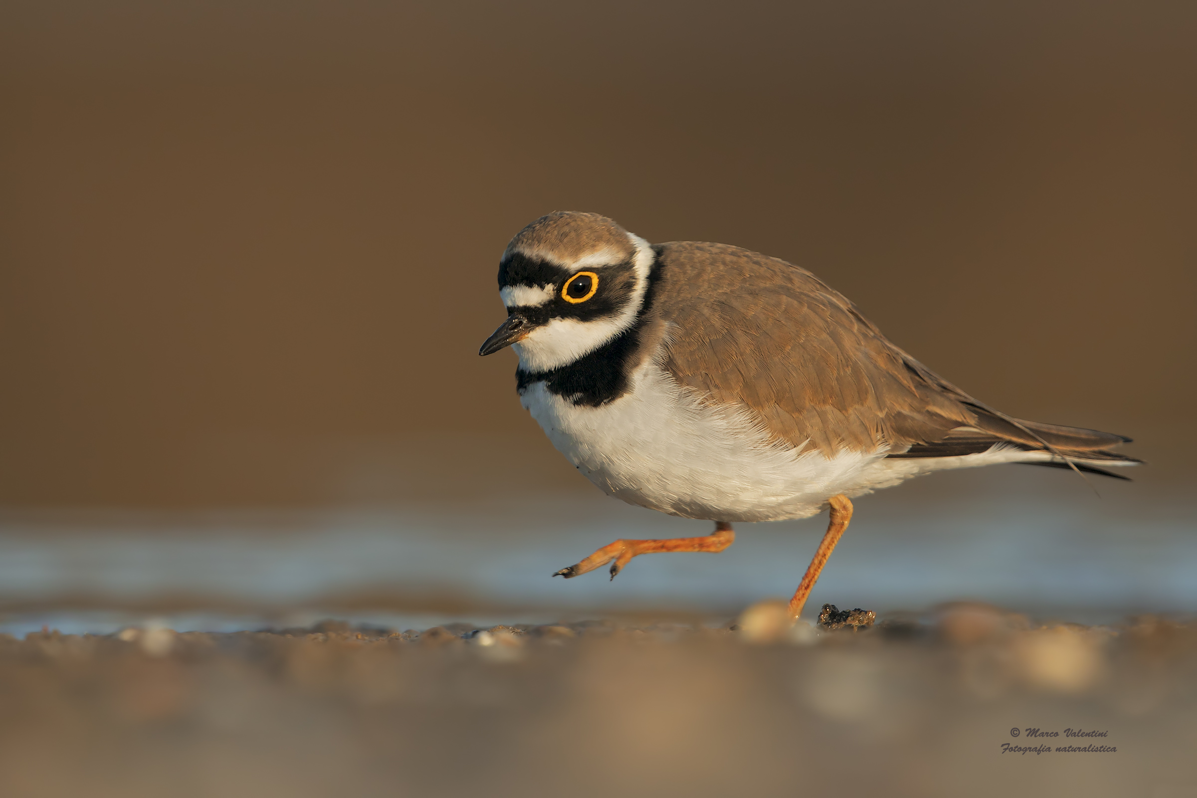 The clear eye of Corrierino - 2