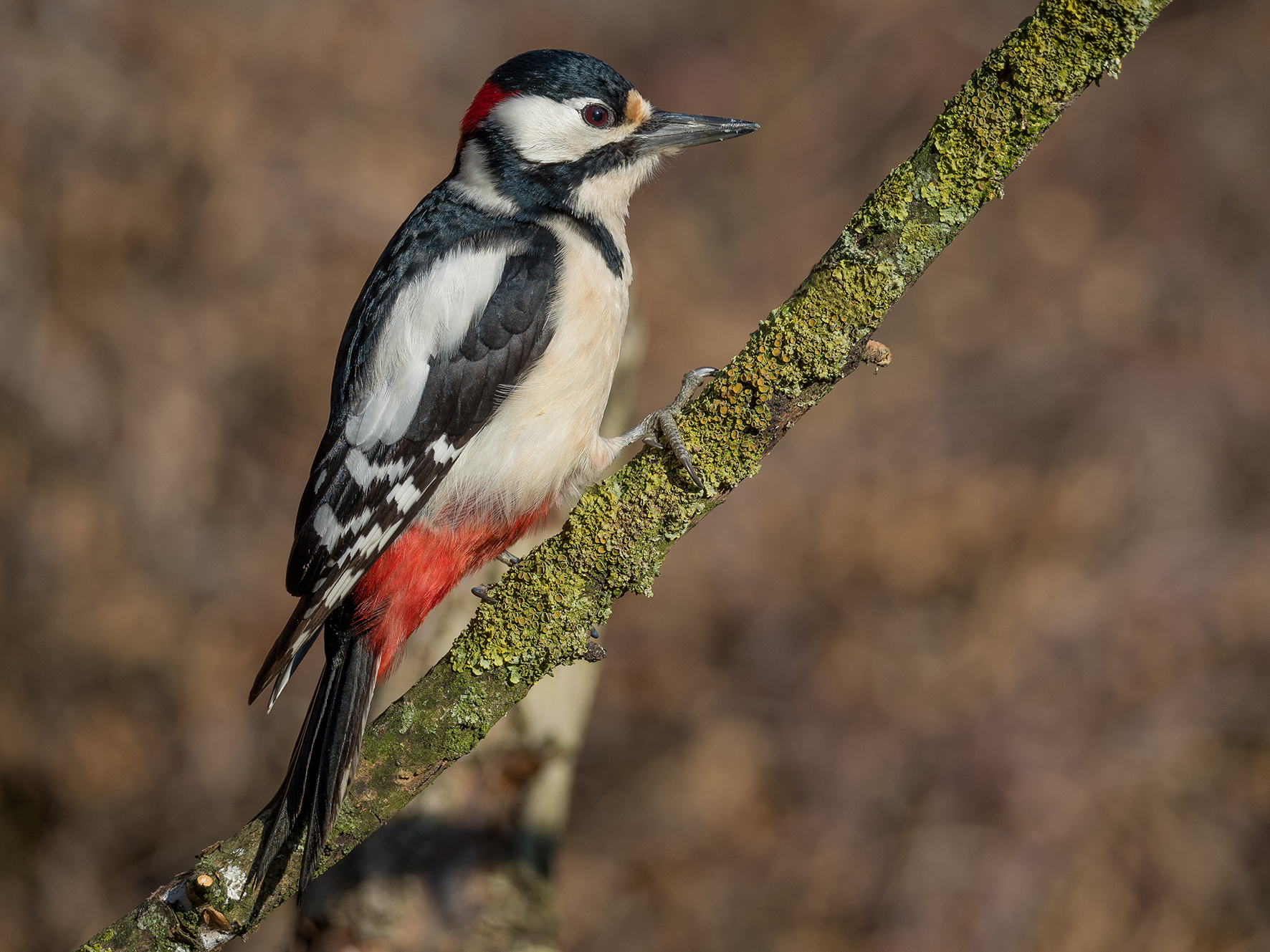 Spotted Woodpecker (Male)