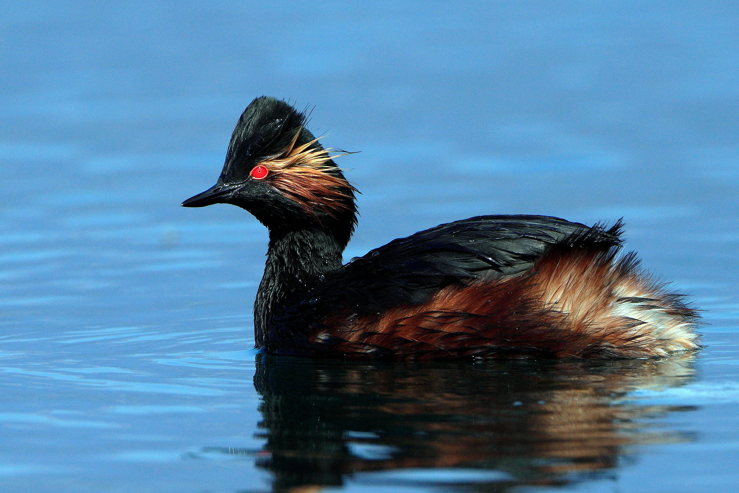 Ritratto di Svasso piccolo.