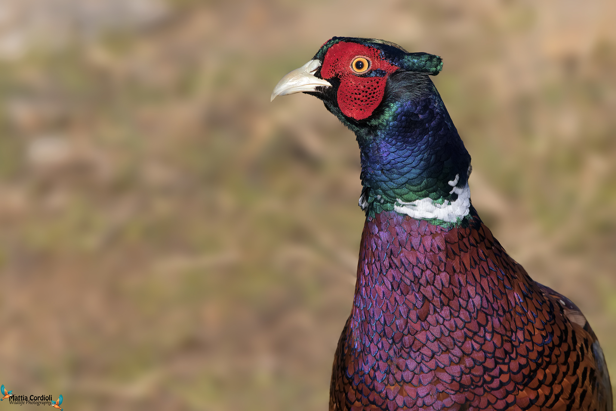 i colori del Fagiano.... km zero