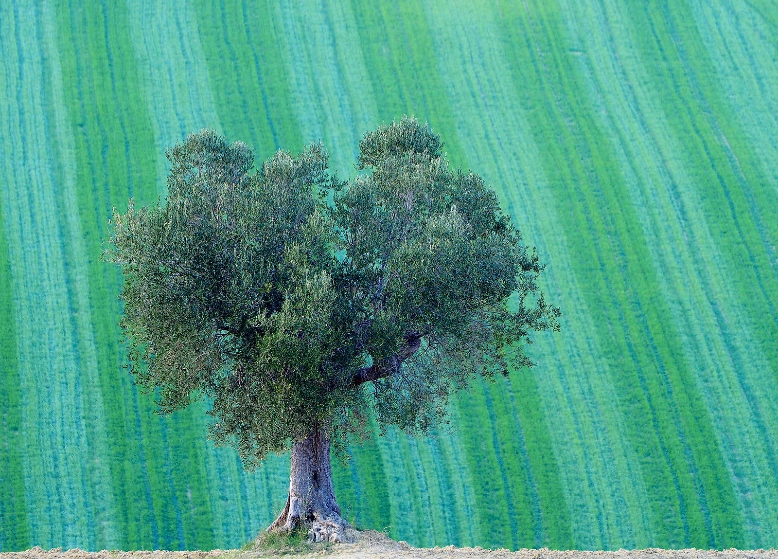 Olive tree on striped background