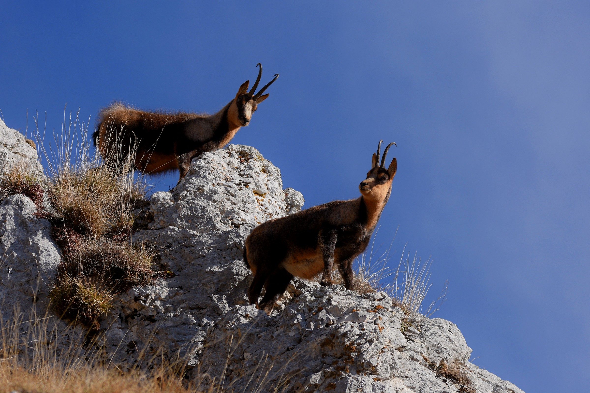 Apennine chamois