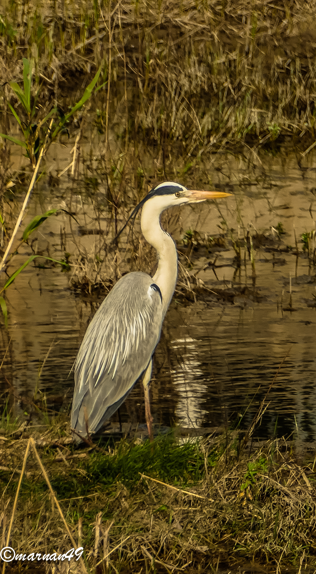 Grey Heron