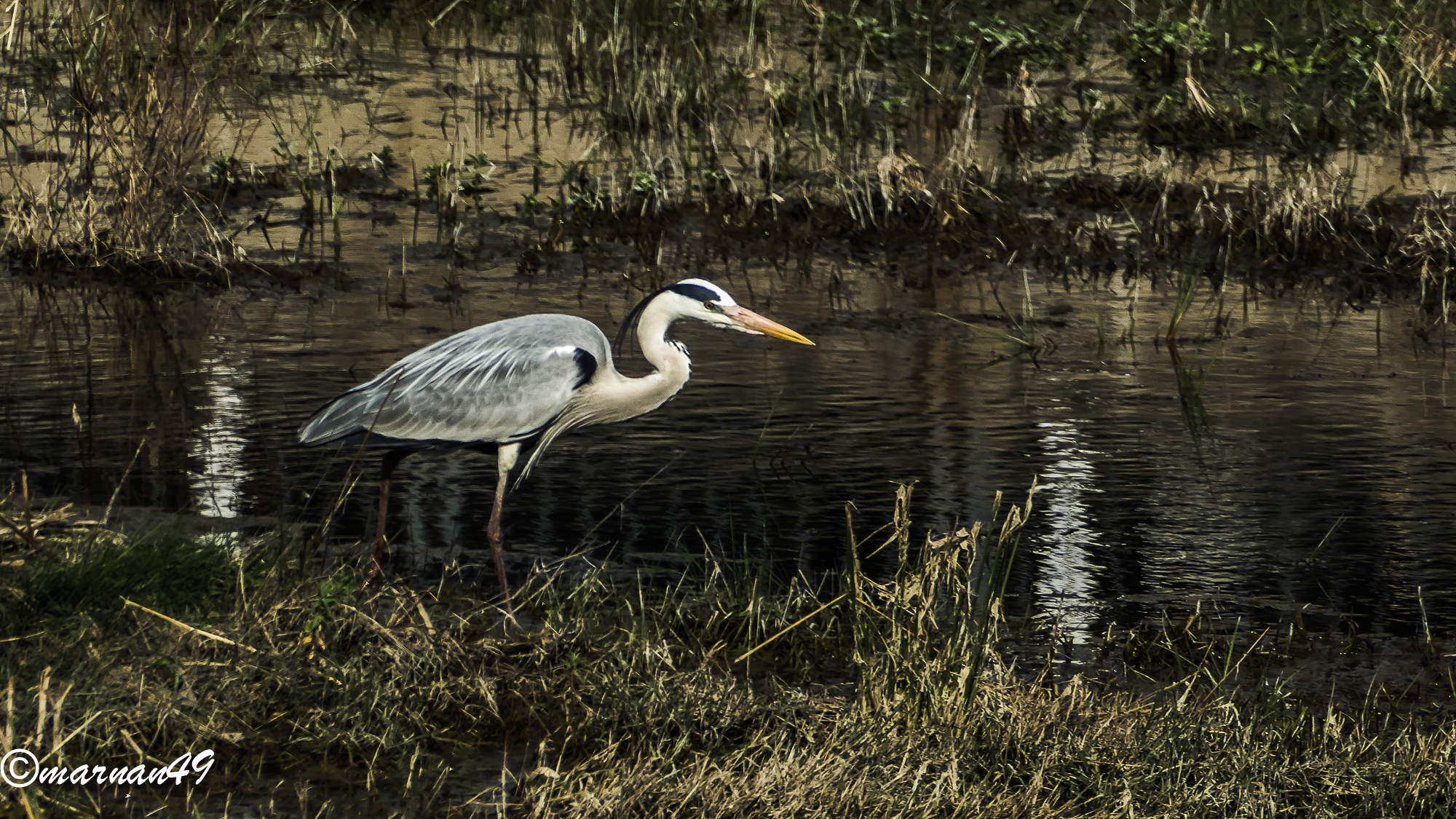 Grey Heron