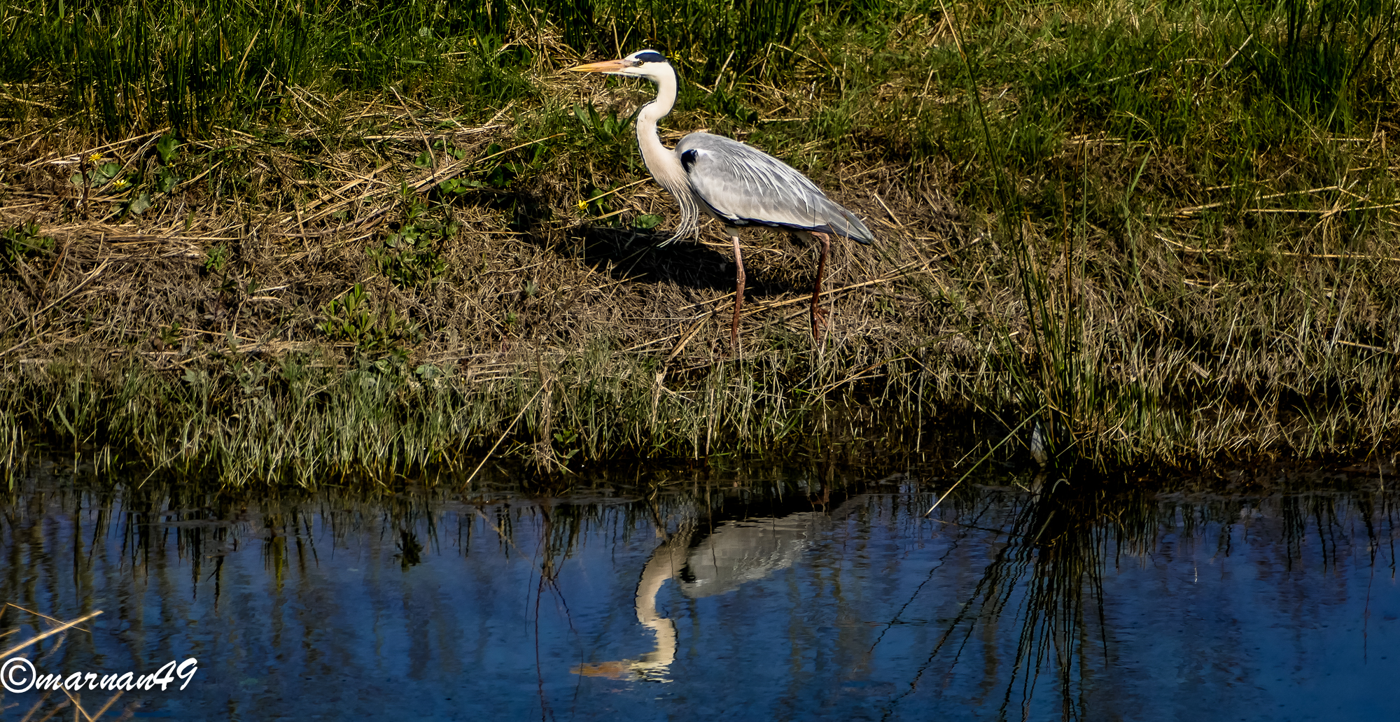 Grey Heron