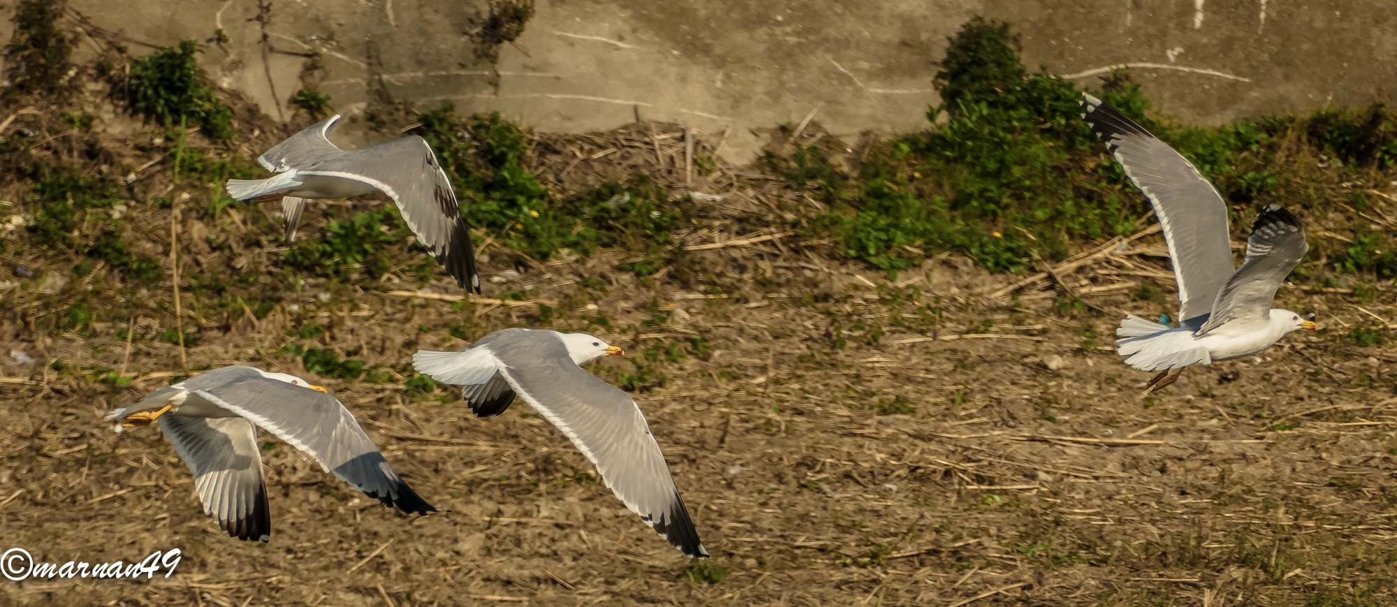 seagulls in flight