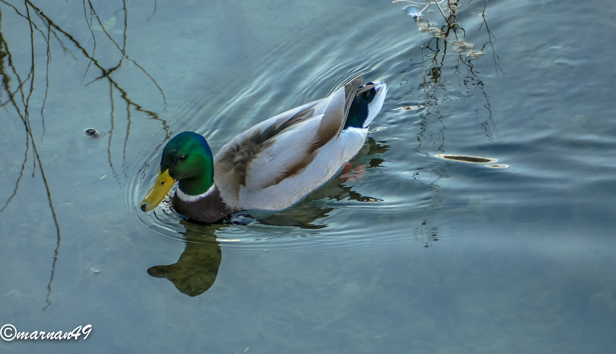 Duck