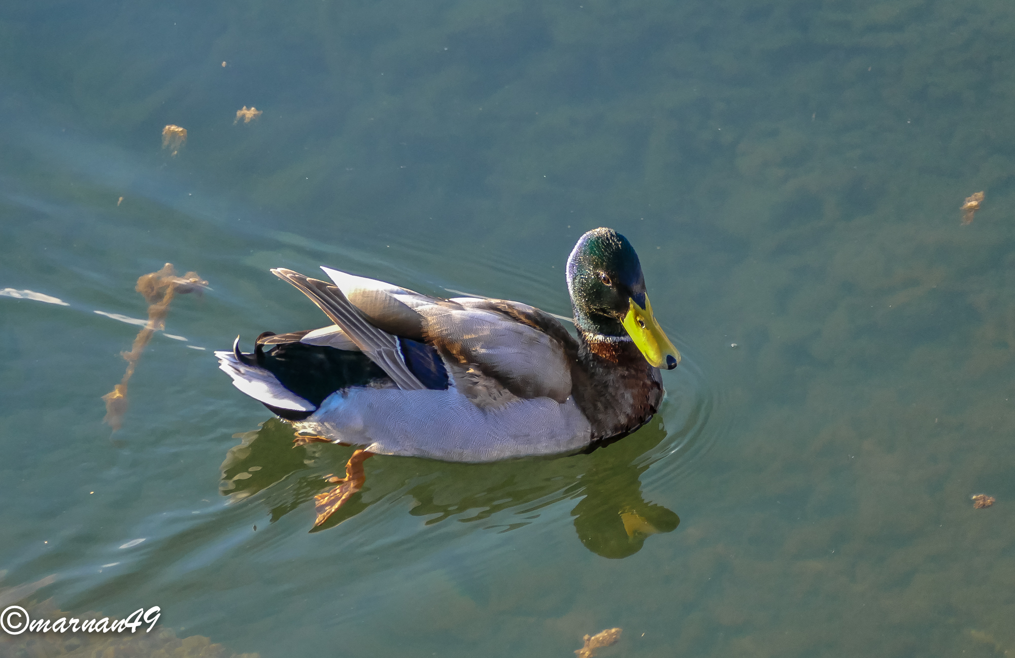 Duck