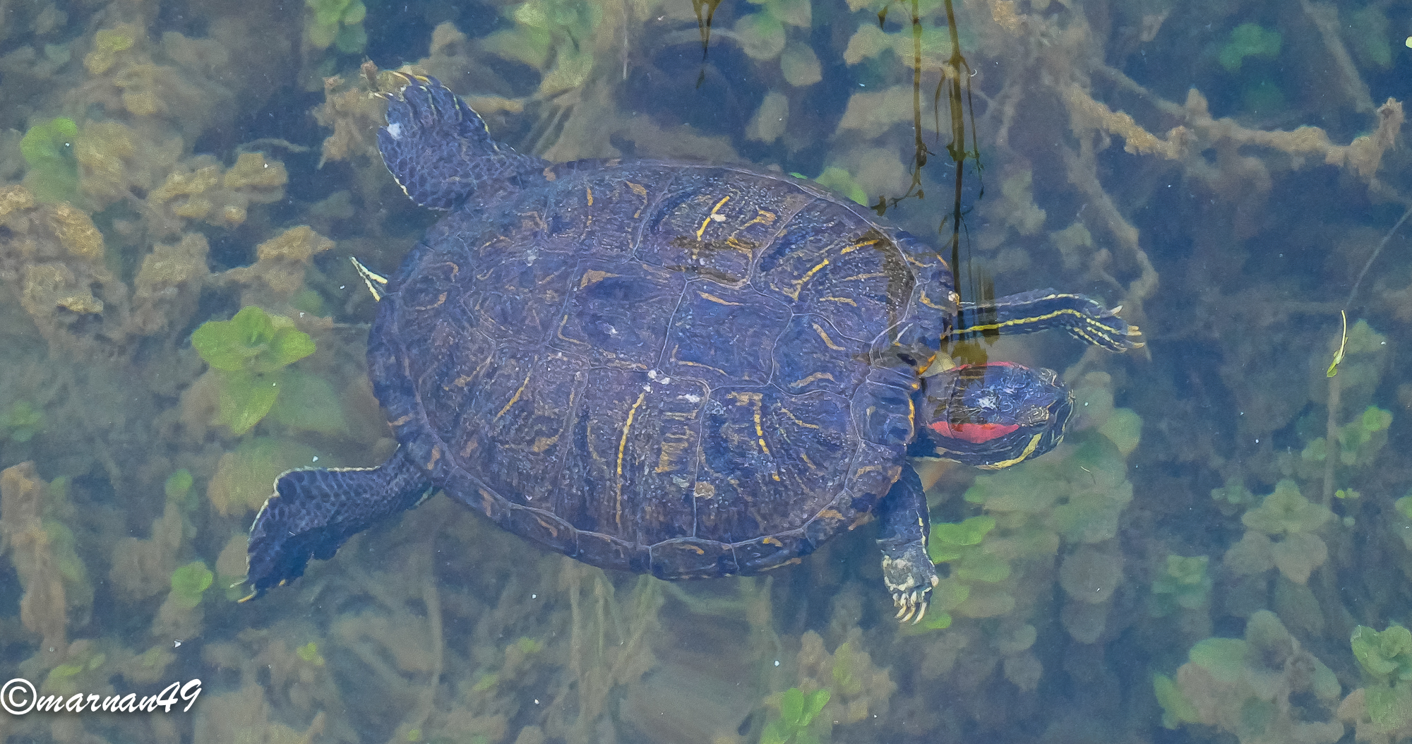 Turtle