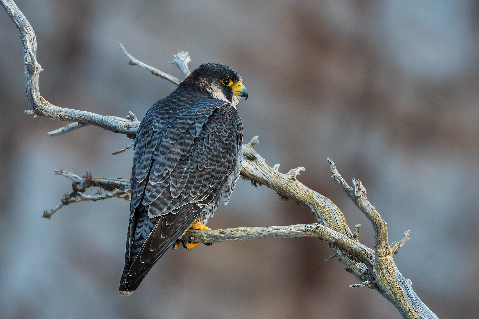 peregrine falcon