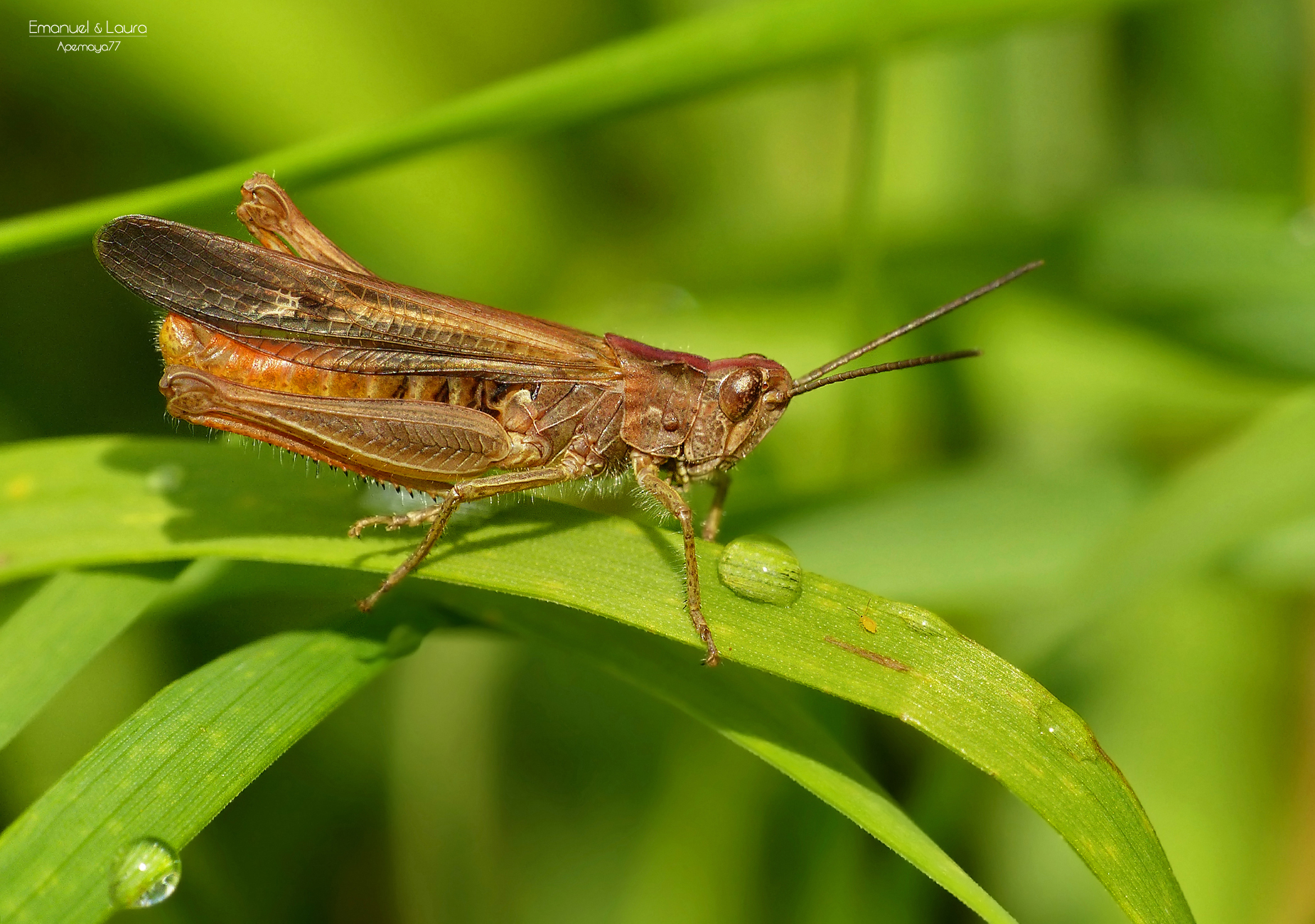 Grasshopper