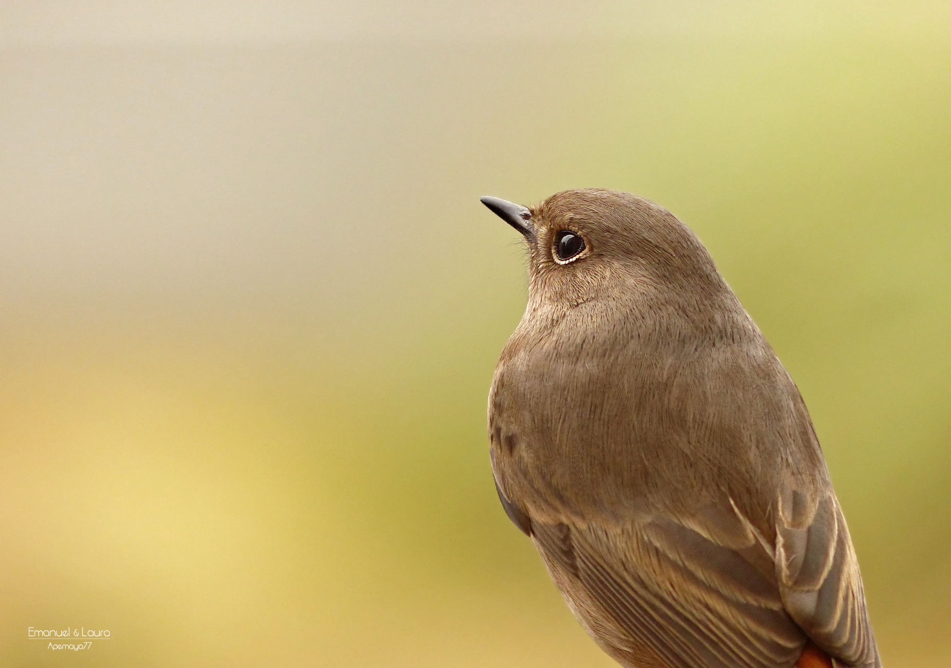 Redstart female