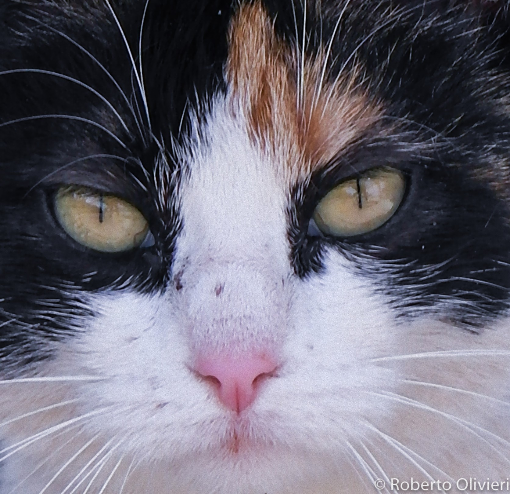 Portrait of cat ..... LOL