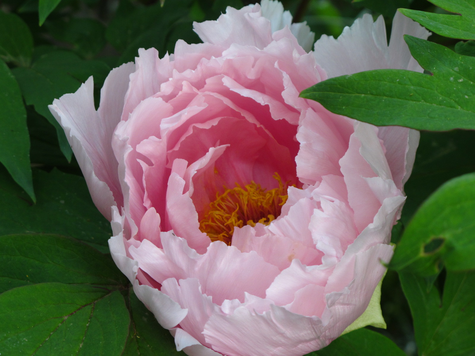 peonia