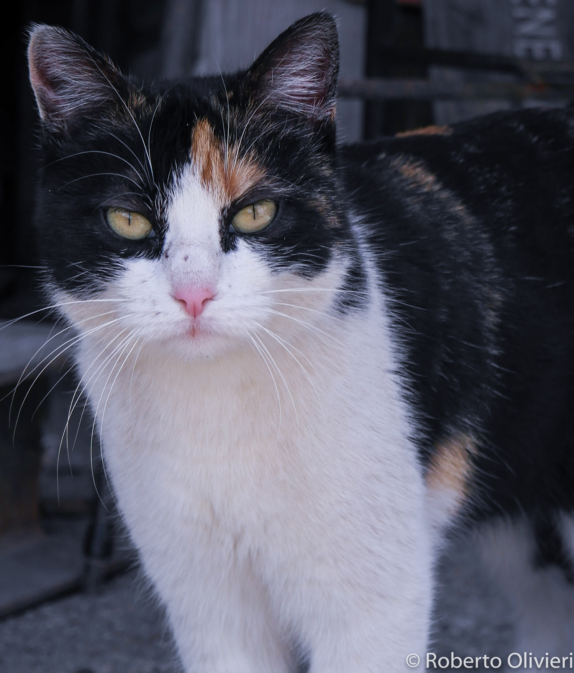 Portrait of cat ..... LOL