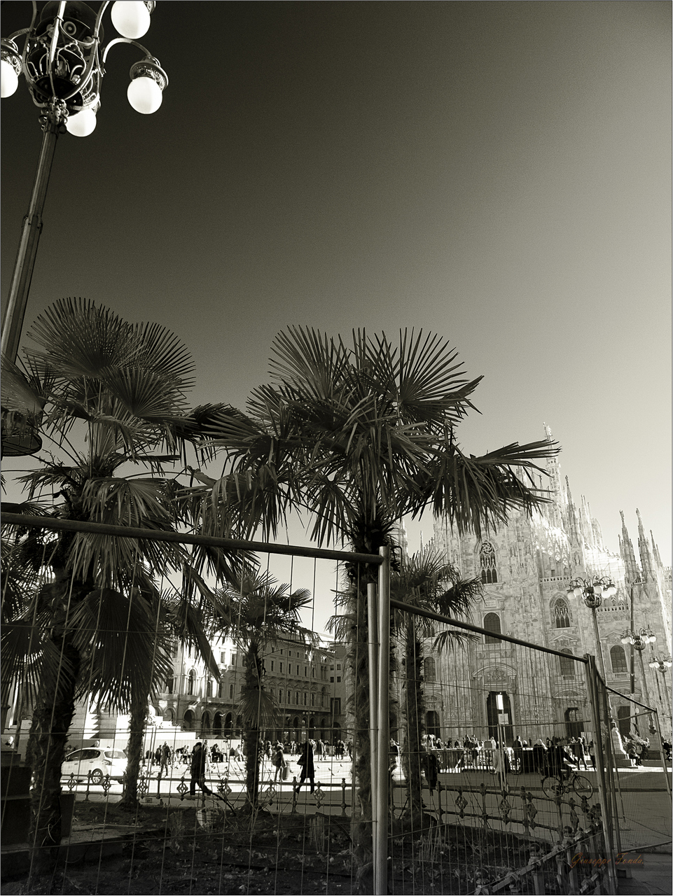 the shade of the palm trees