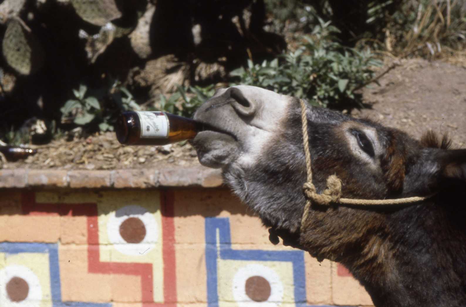 chi beve birra campa cent'anni