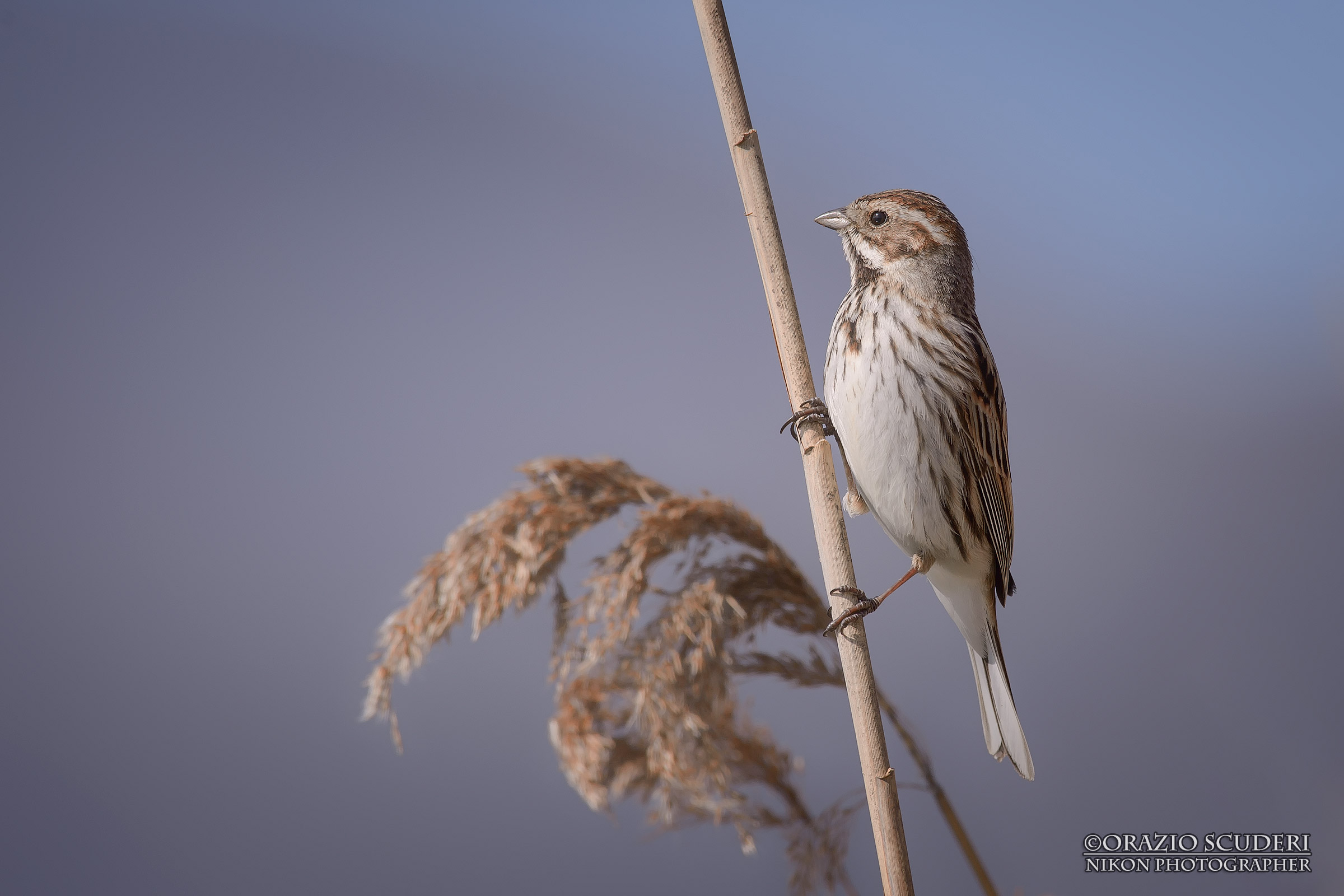 Emberiza schoeniclus