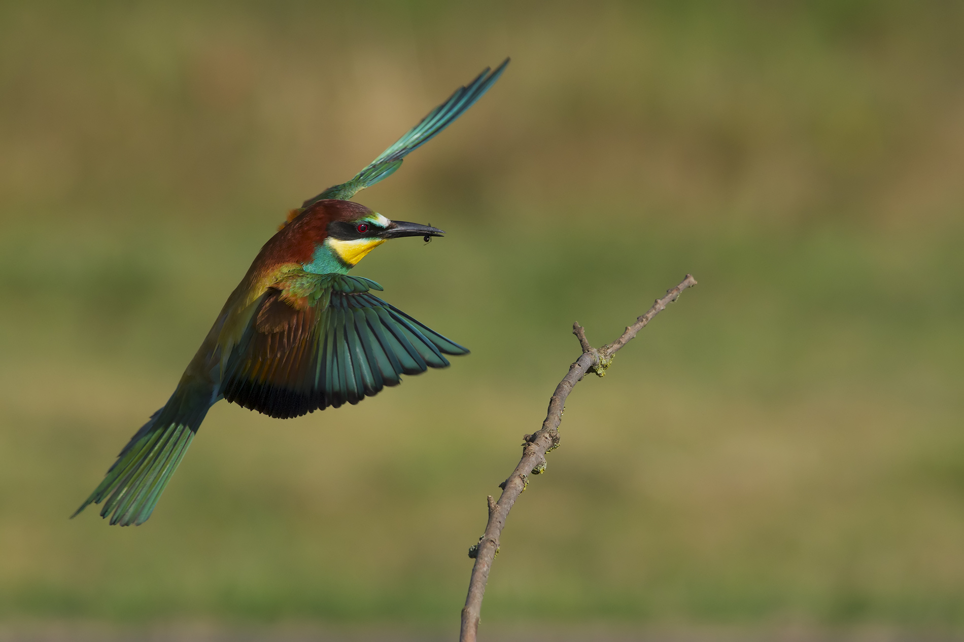 Gruccione "Ci sono quasi..."