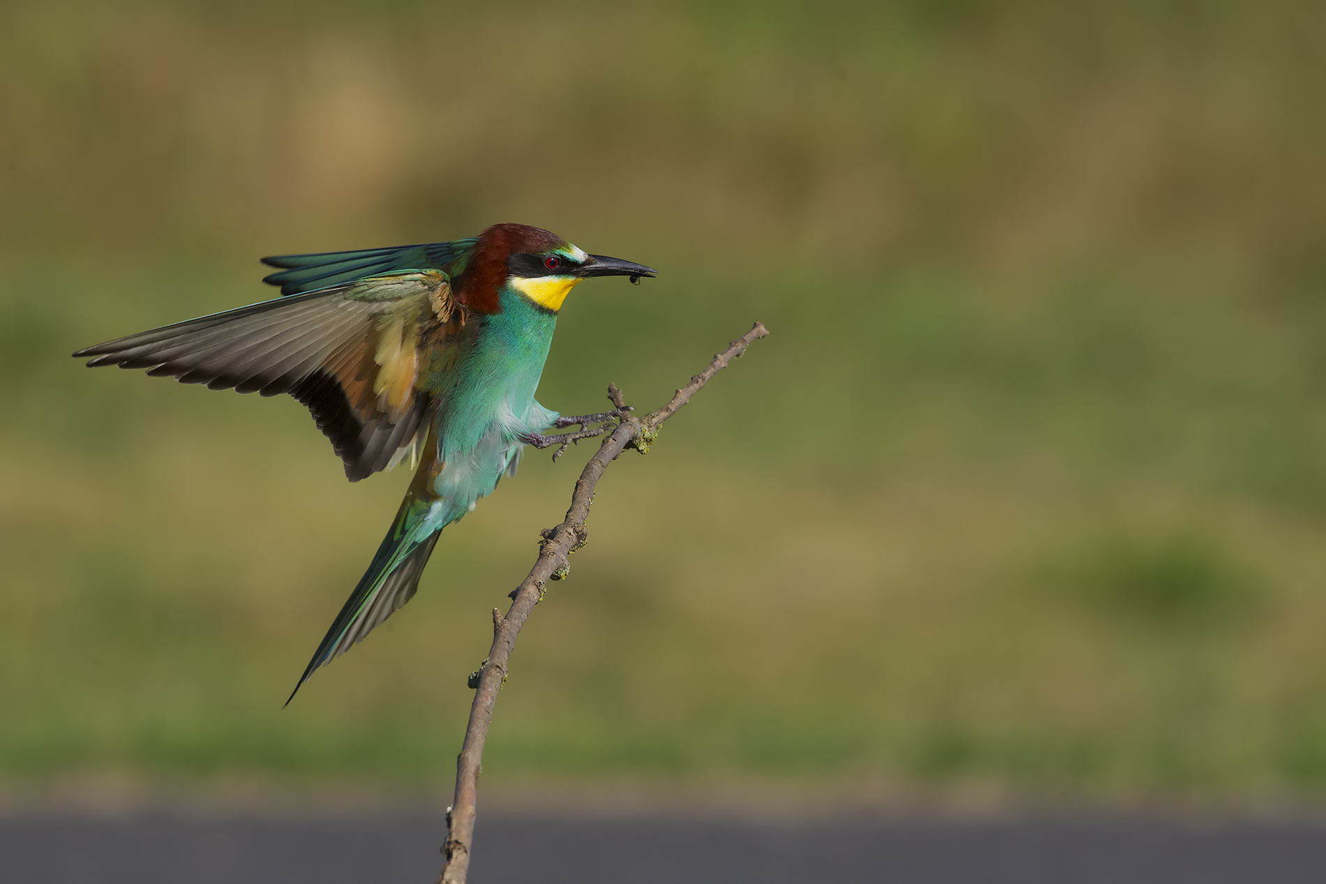Gruccione "atterrato"