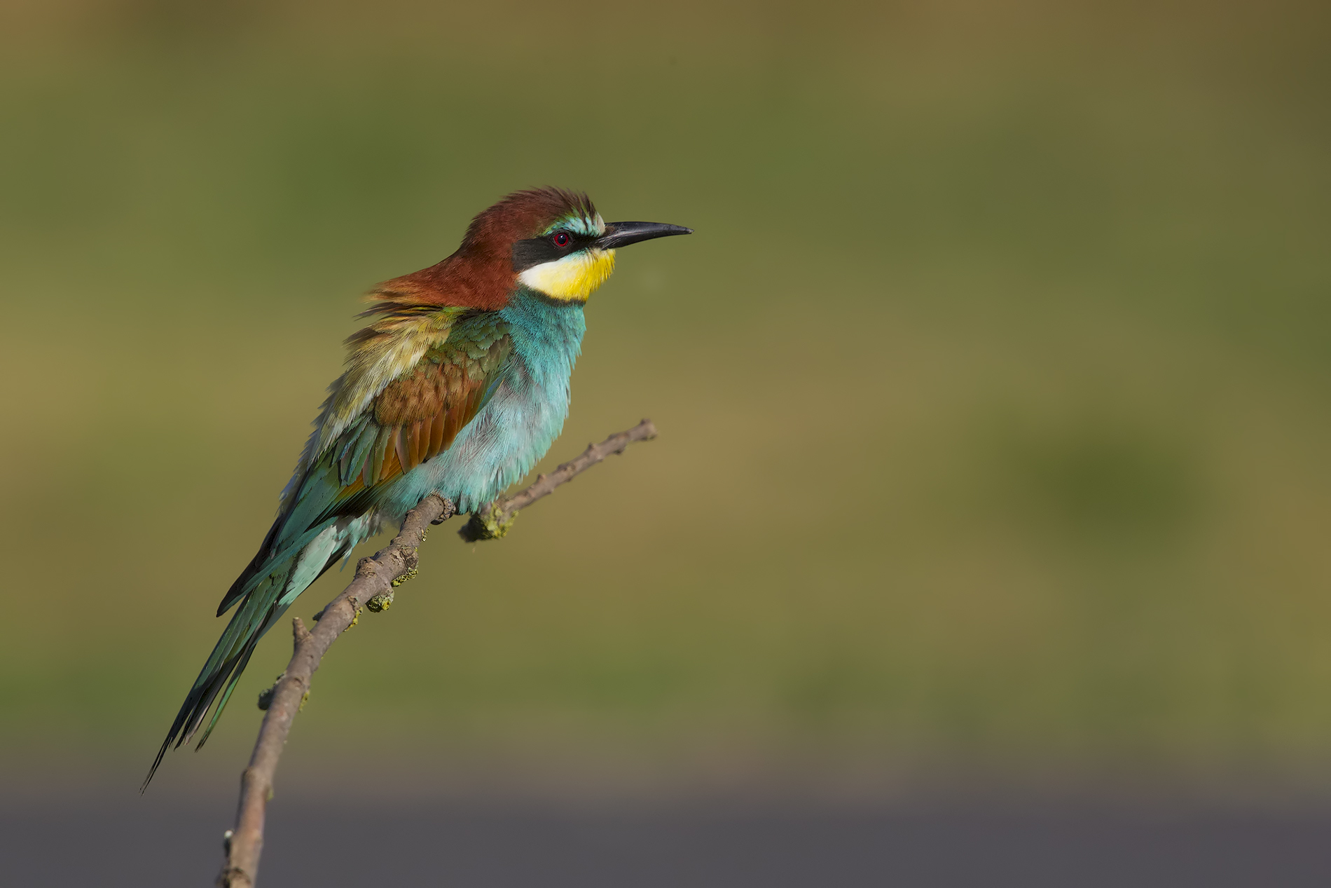 Gruccione "Ora mi riposo"