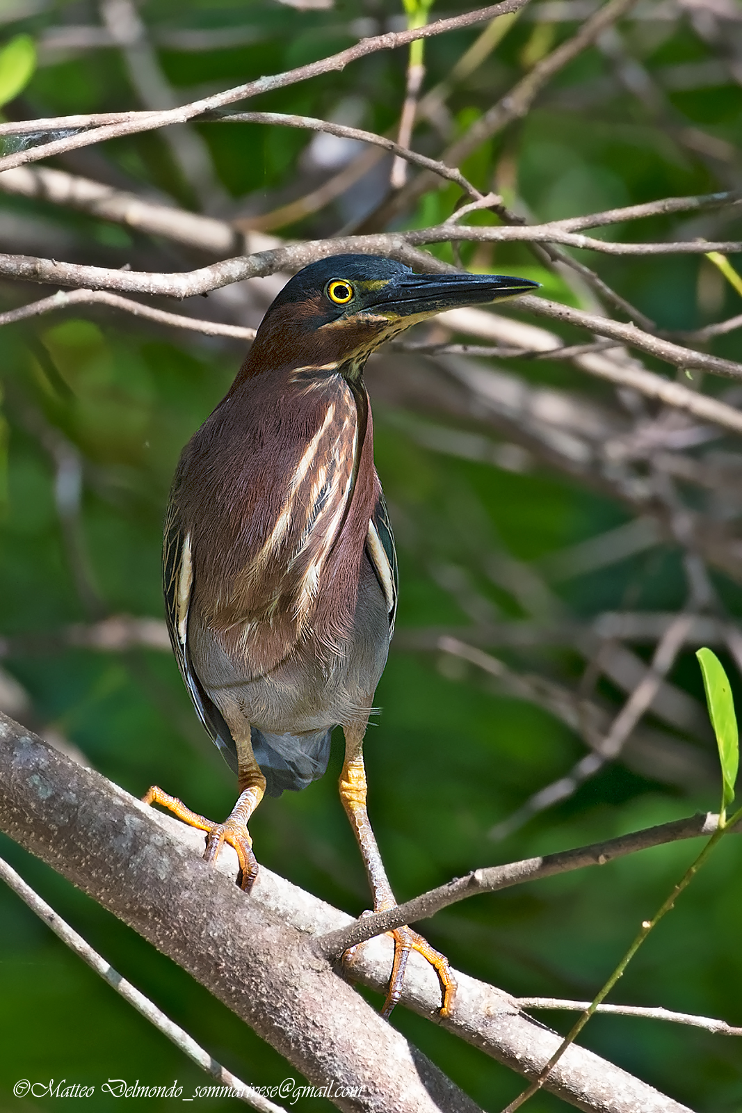 green heron