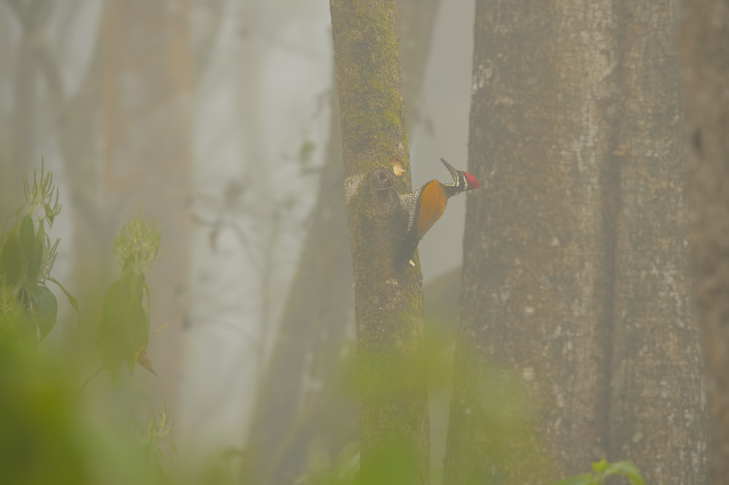 Woodpecker in the fog